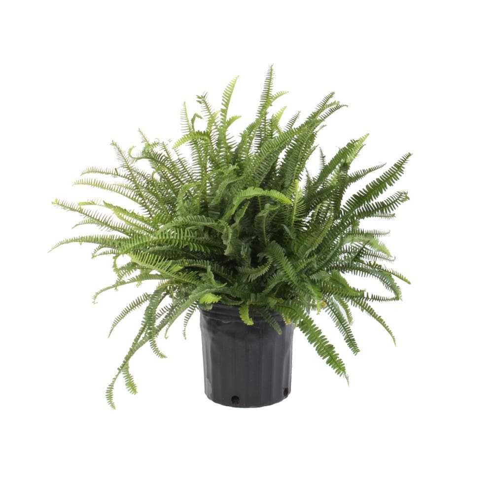 Lowe's Kimberley Queen Fern in 1.72-Gallon Pot in the Tropical Plants ...