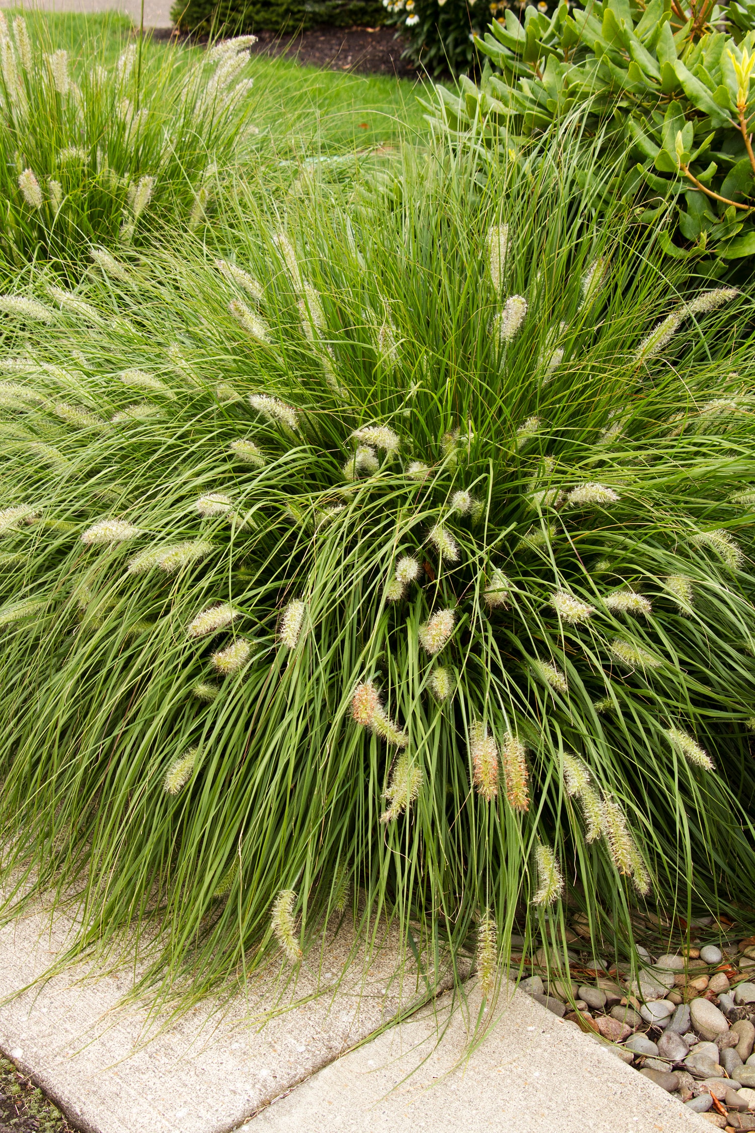 Monrovia 064262 Ornamental-Grasses - View #4