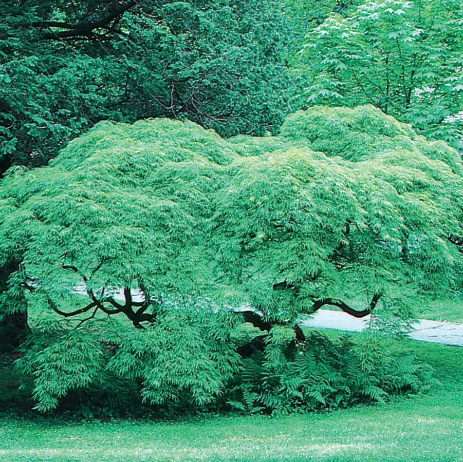  NURSERY 2.5-Gallon Multicolor Feature Tree Japanese Greenleaf Maple In Pot (With Soil)