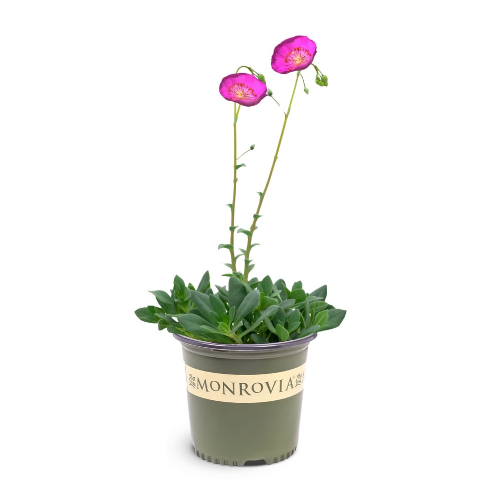 Monrovia 1 -Pack Rock purslane in 1.6 -Gallon Pot