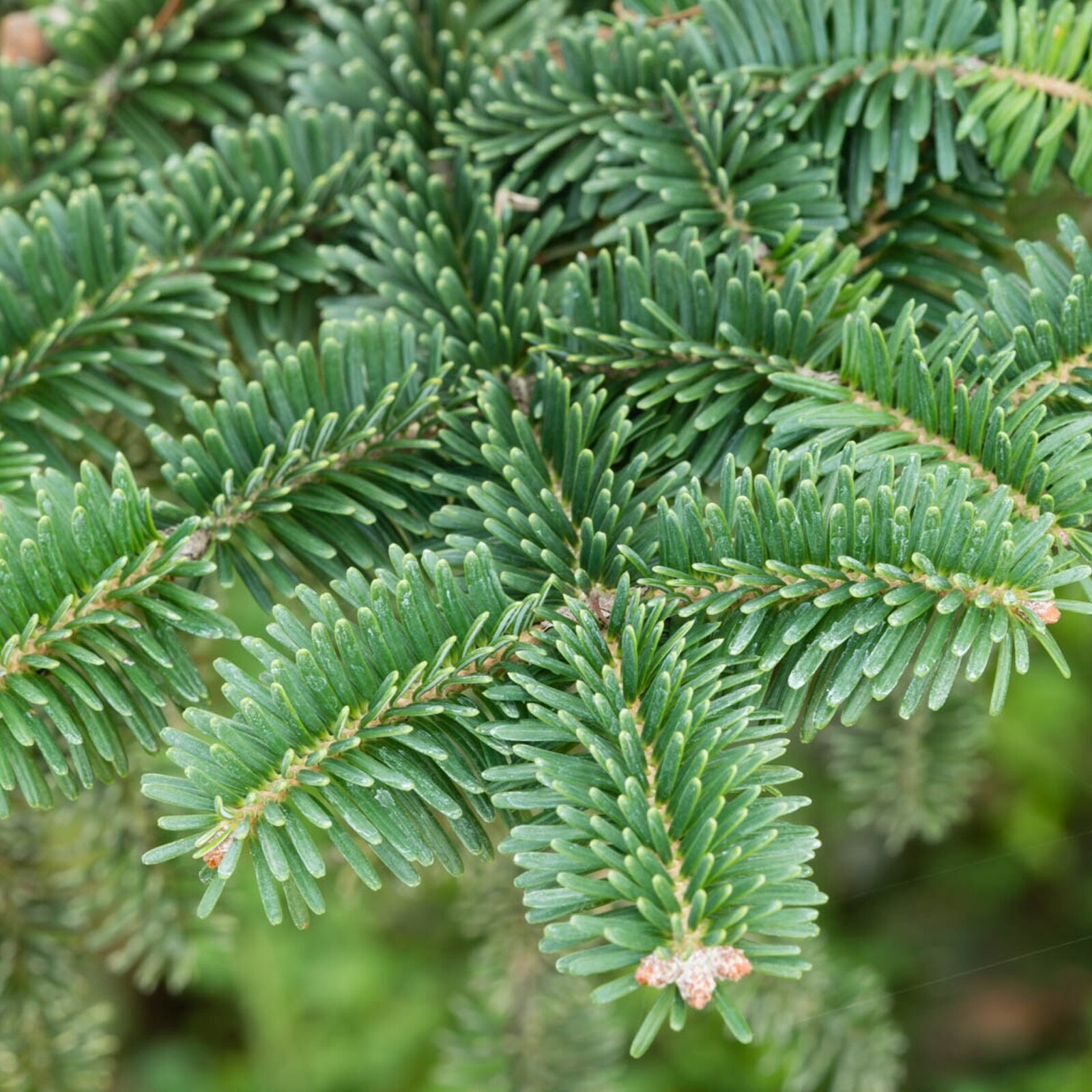 Lowe's Colorado Blue Spruce Feature Shrub in 3.58-Gallon In Pot (With ...