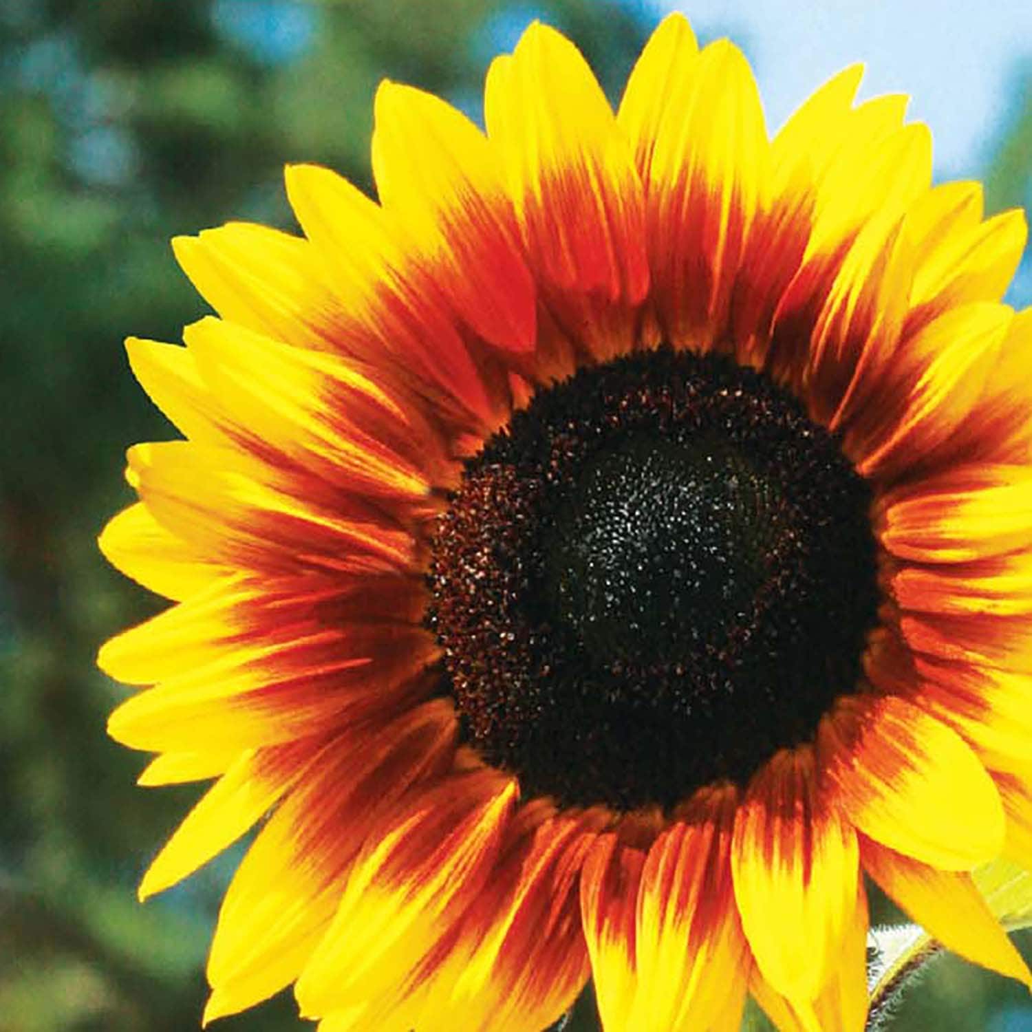 Ferry-Morse 661931.249.0925 seeds - View #3