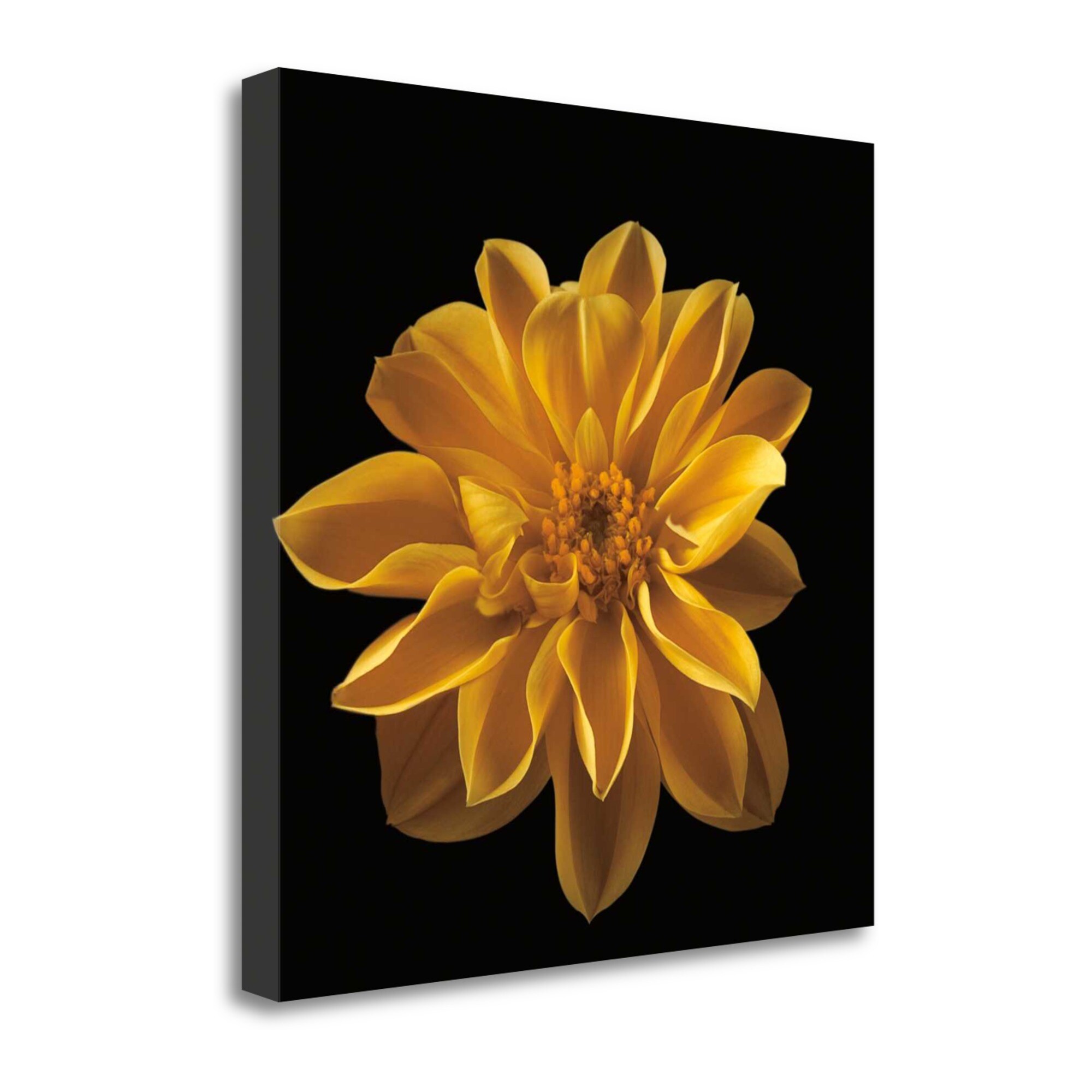 Tangletown Fine Art CA318096-2424C Four Keeps Iii Assaf Frank 24-in H x 24-in W Floral Print on Canvas