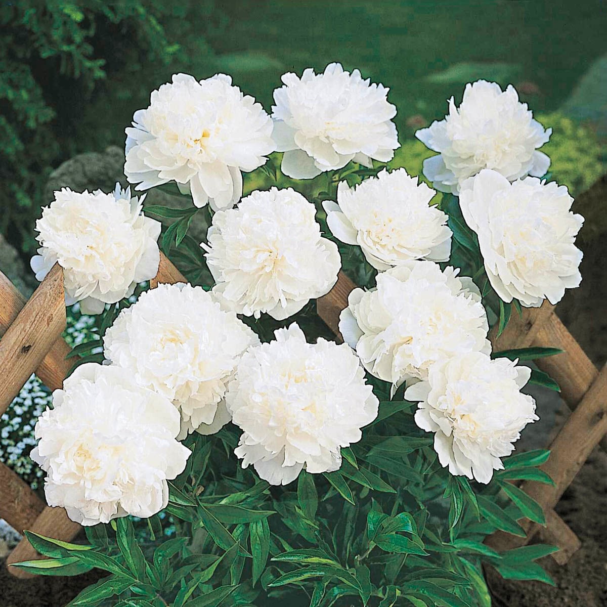 Spring Hill Nurseries 69348 perennials - View #2