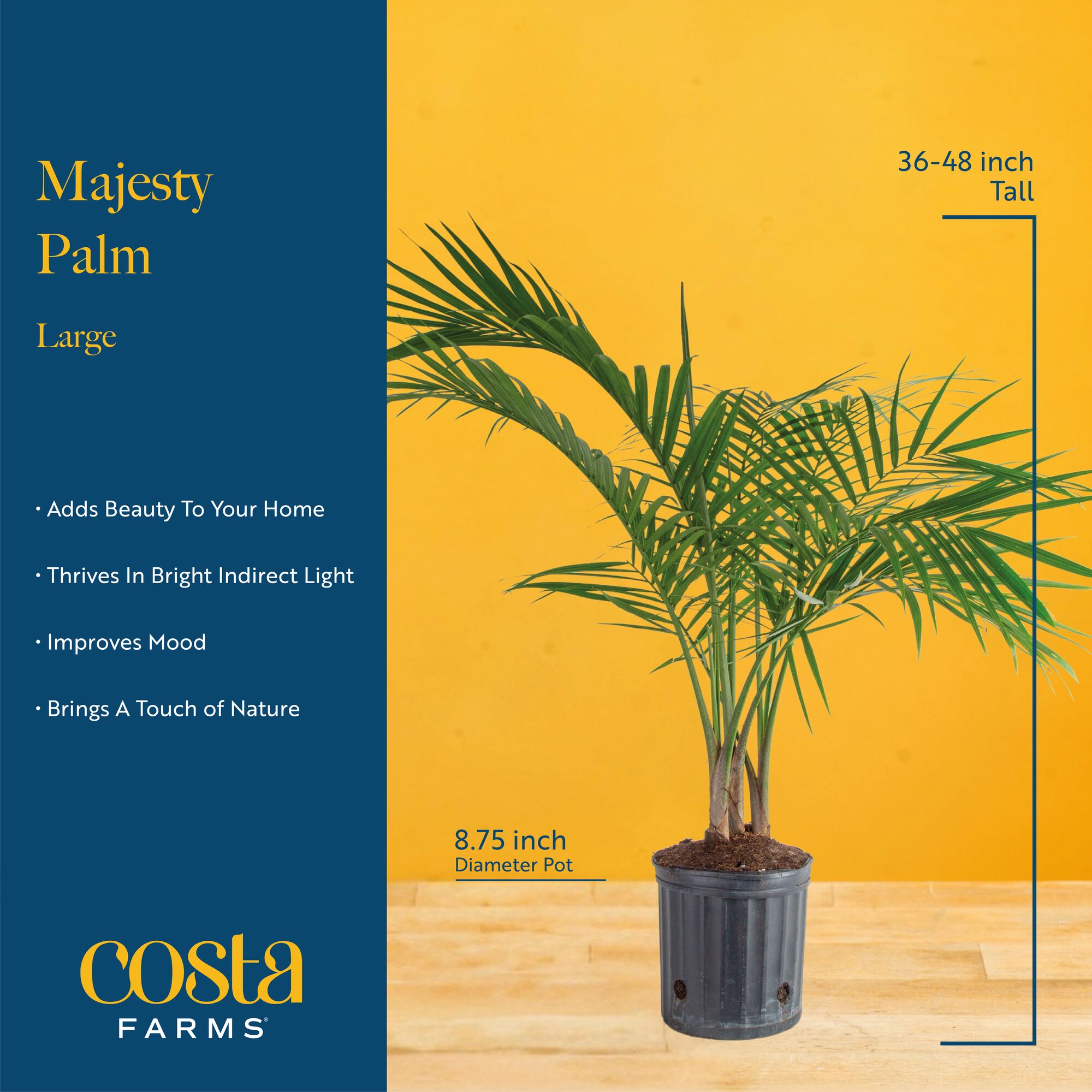 Costa Farms CO.MP10.1.GP.BLK hseplants - View #6