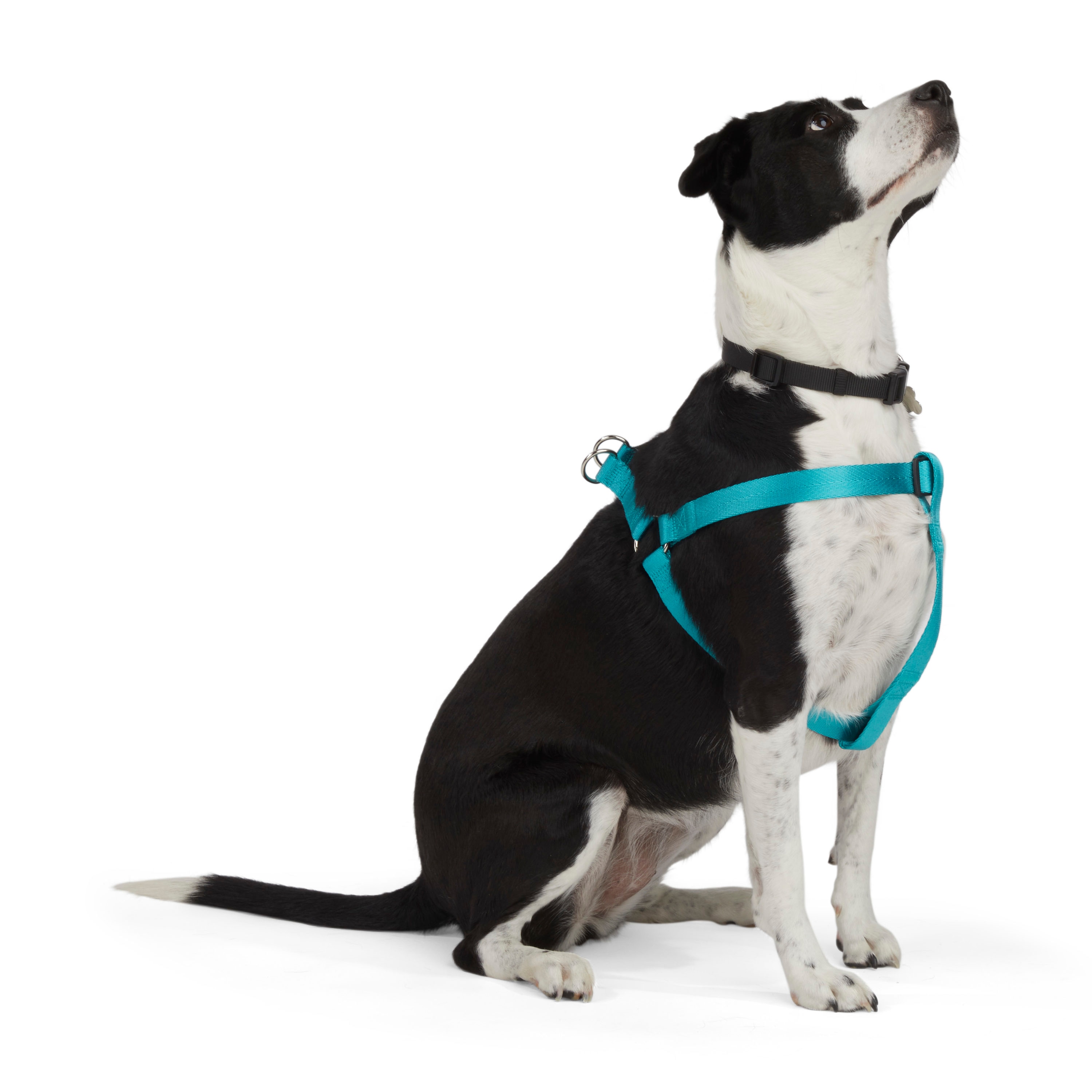 Classic Brown Flower Dog Supplies Harness And Leash Set Dogs Chest Strap  Cat Puppy Pet Harnesses Leads Belt Rope Dog Walking Lead From Zhuwazi,  $14.78