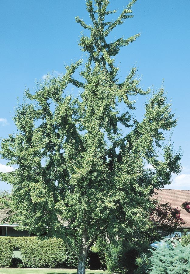  NURSERY Shade Ginkgo In Pot (With Soil)