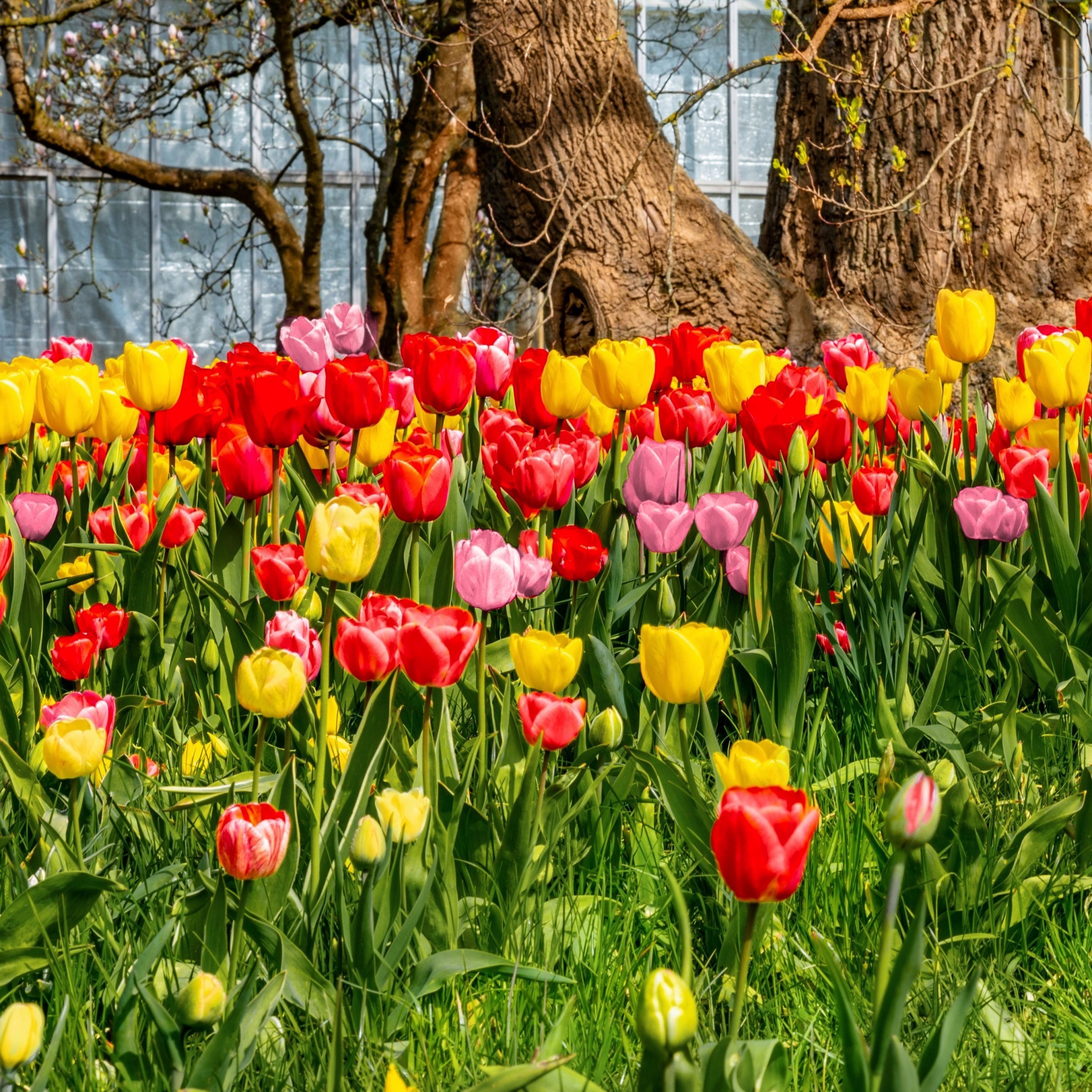 National Plant Network LW3151A Plant-Bulbs - View #9