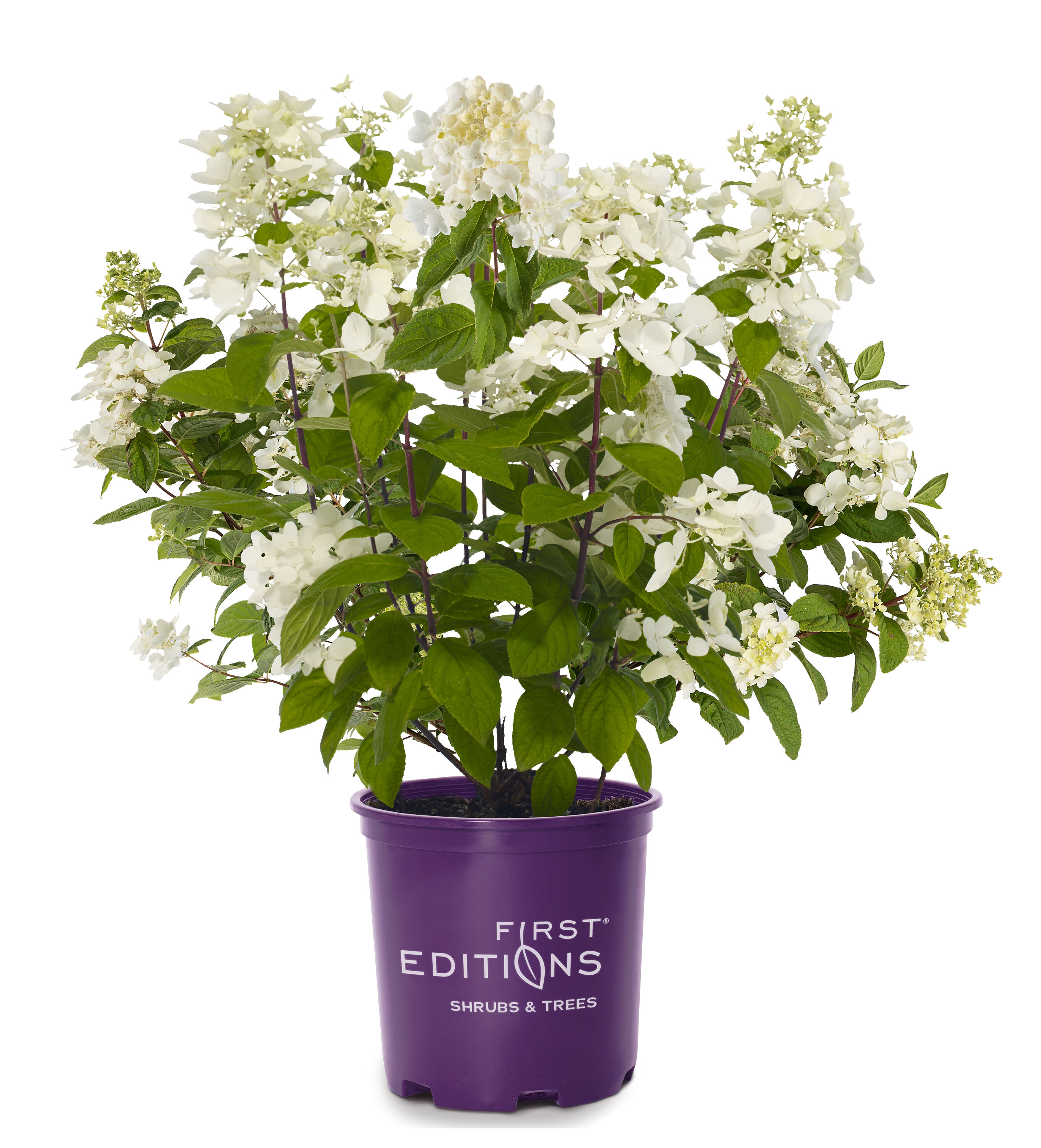 Lowe's NURSERY White Diamonds Hydrangea Flowering Shrub in 2 -Gallon Pot 1 -Pack with White Blooms