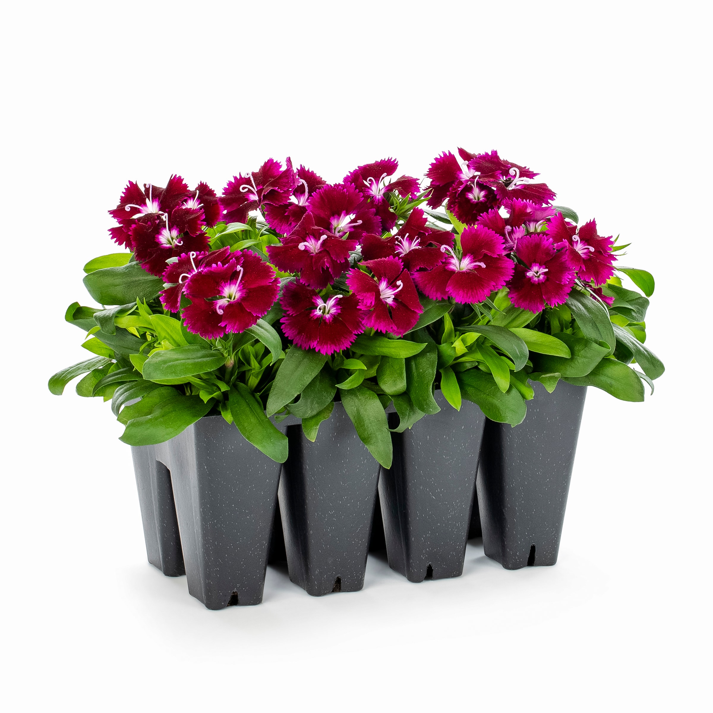 Lowe's Multicolor Dianthus in 8-Pack Tray in the Annuals department at ...