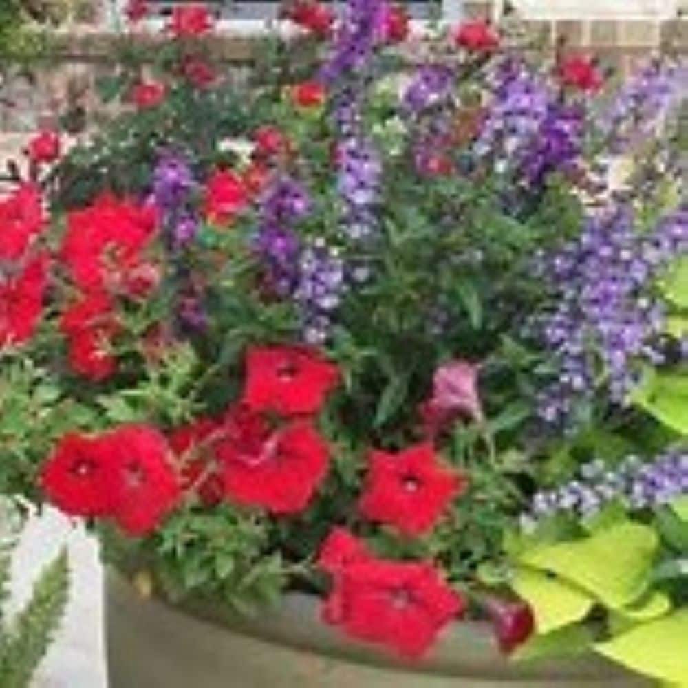 Lowe's NURSERY Multicolor Mixed Annuals in 2 Gallon(s) Hanging basket 5 -Pack