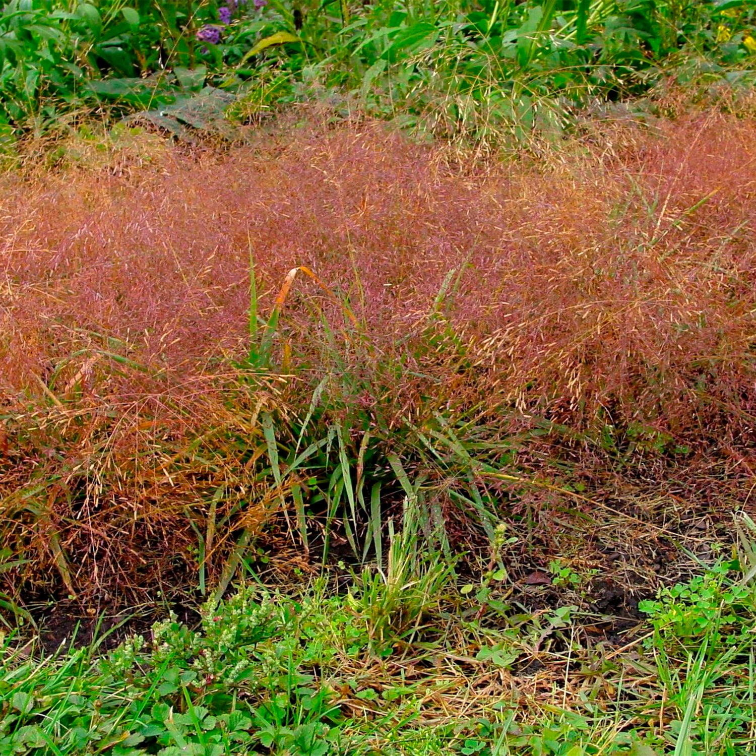 Spring Hill Nurseries 65231 Ornamental-Grasses - View #3