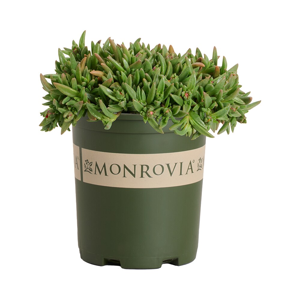 Monrovia - 2.6 -Quart Pink Ice Plant Ocean Sunset Orange Glow 1 -Pack - Low Maintenance