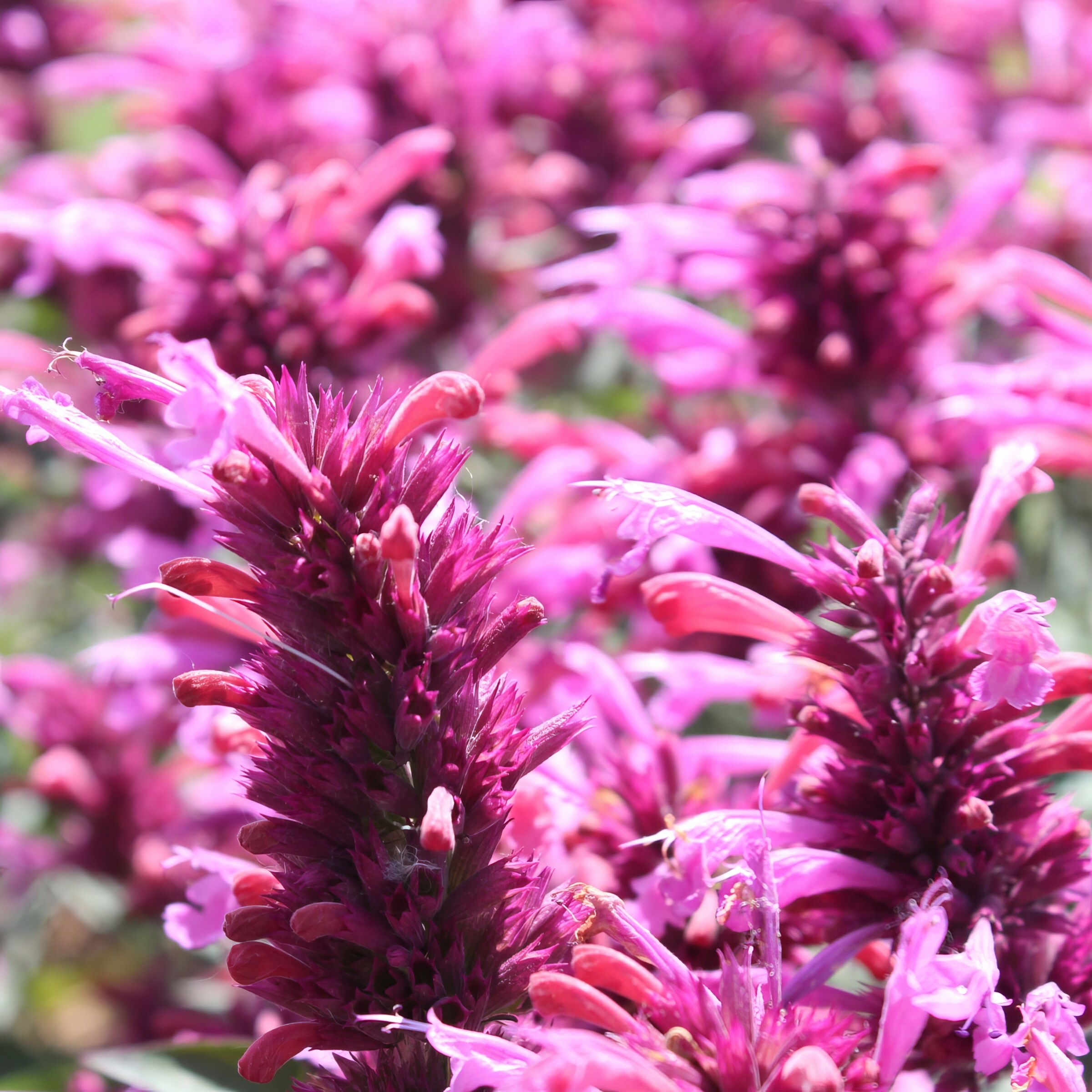 National Plant Network LW1703 perennials - View #16