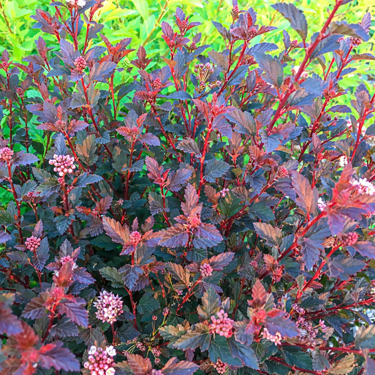 Flowering Center Glow Ninebark Shrubs at Lowes.com