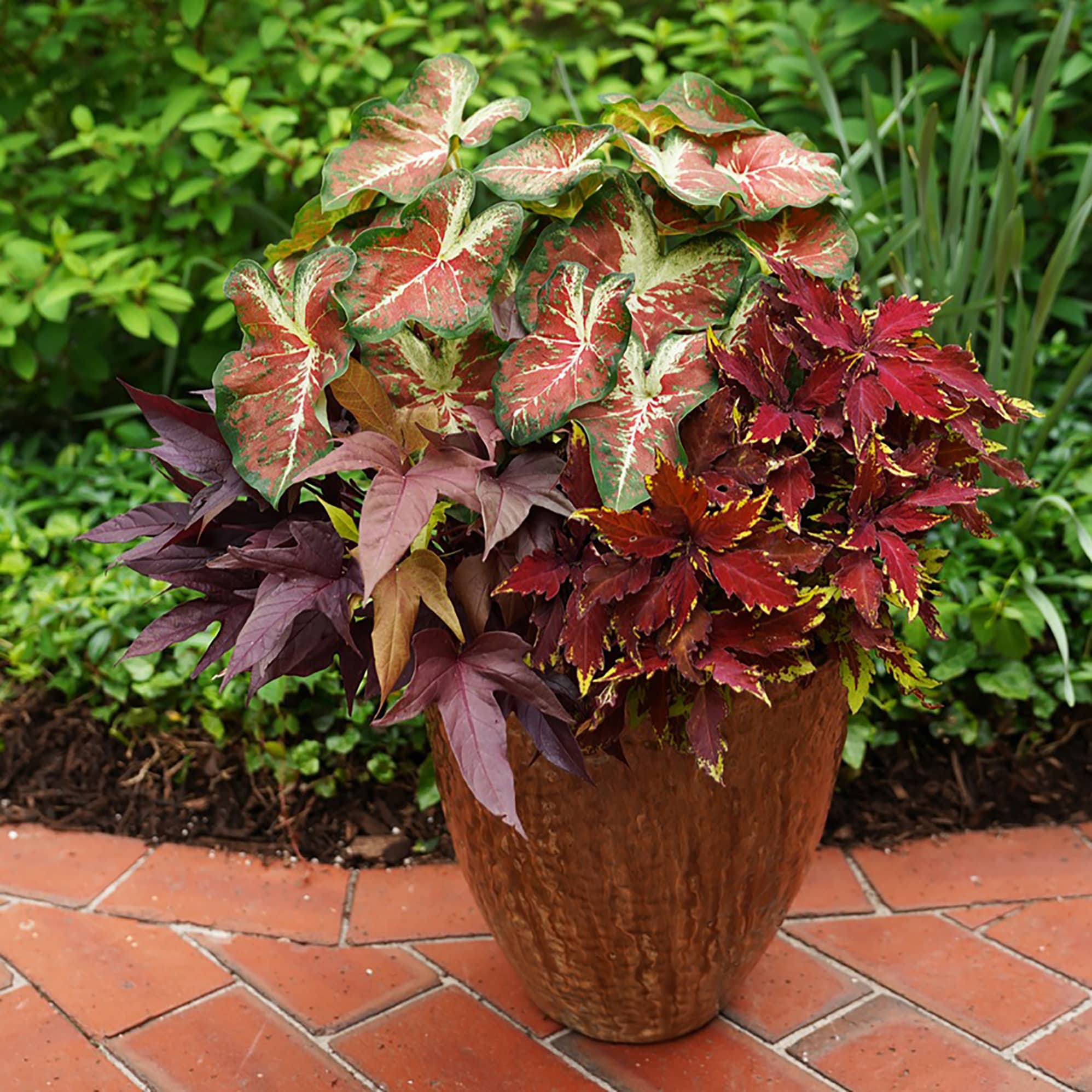 ColorBlaze Royale Apple Brandy Coleus Plants, Bulbs & Seeds at Lowes.com