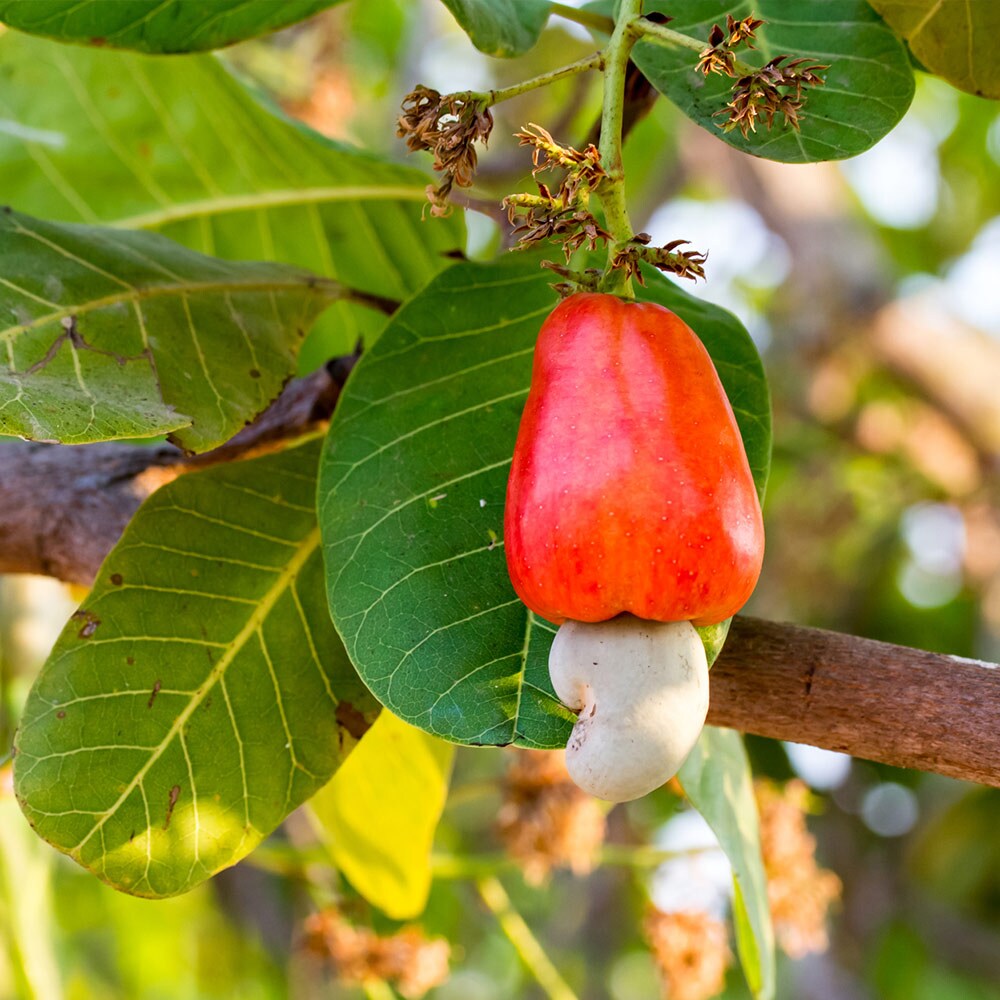 Brighter Blooms 13729 Fruit-Plants - View #2