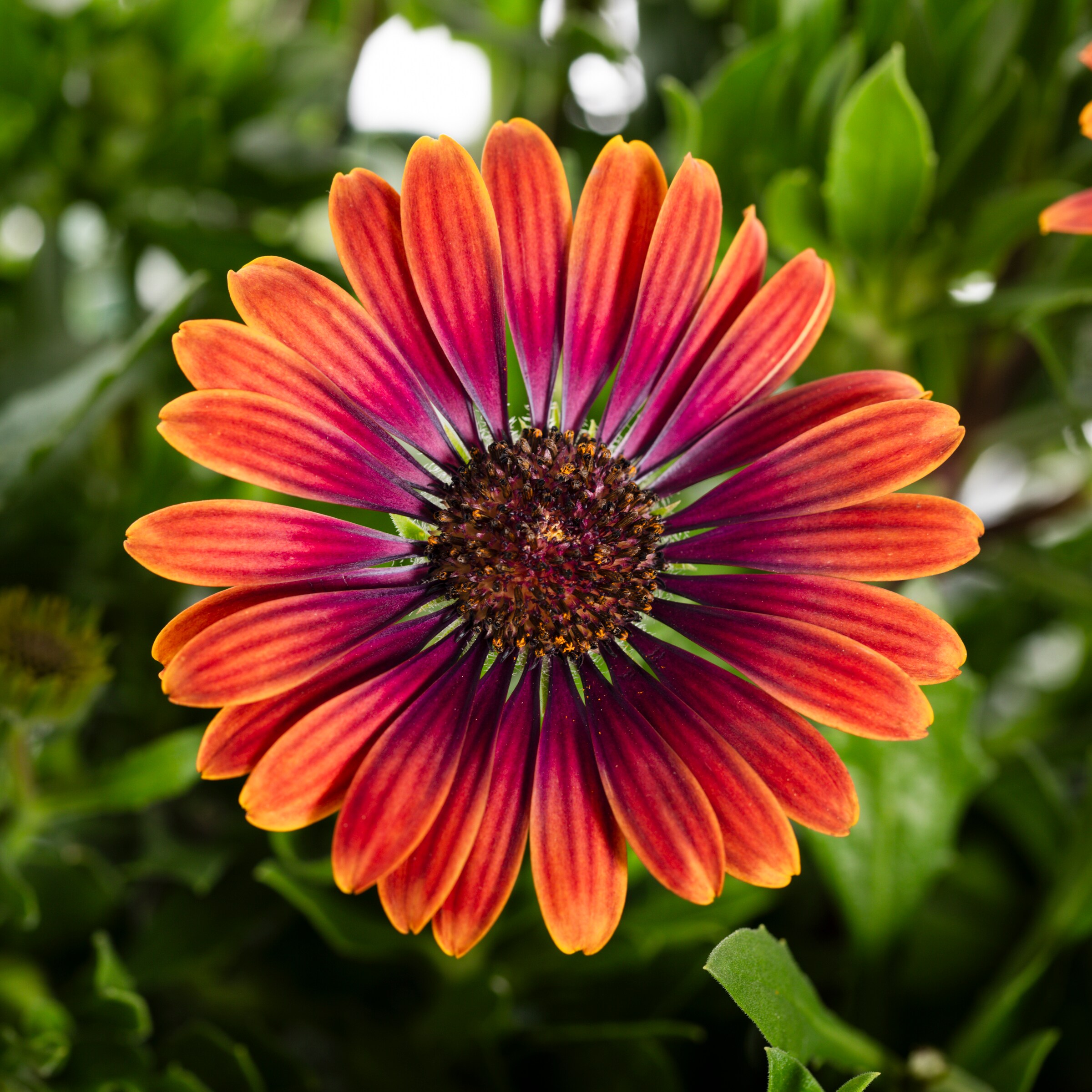 Lowe's 2.50GLPETPL annuals - View #4