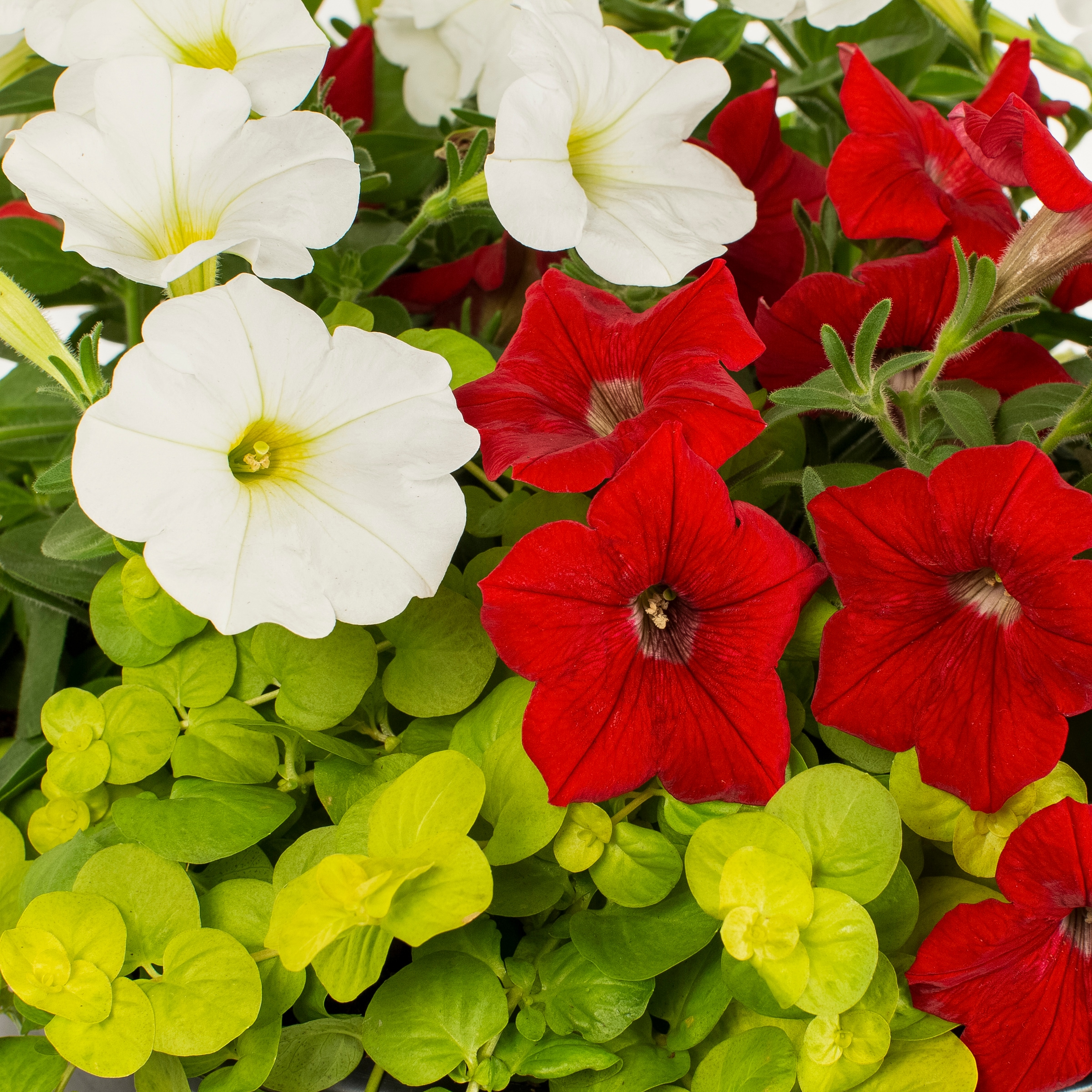 Ready Refill NURSERY annuals - View #2