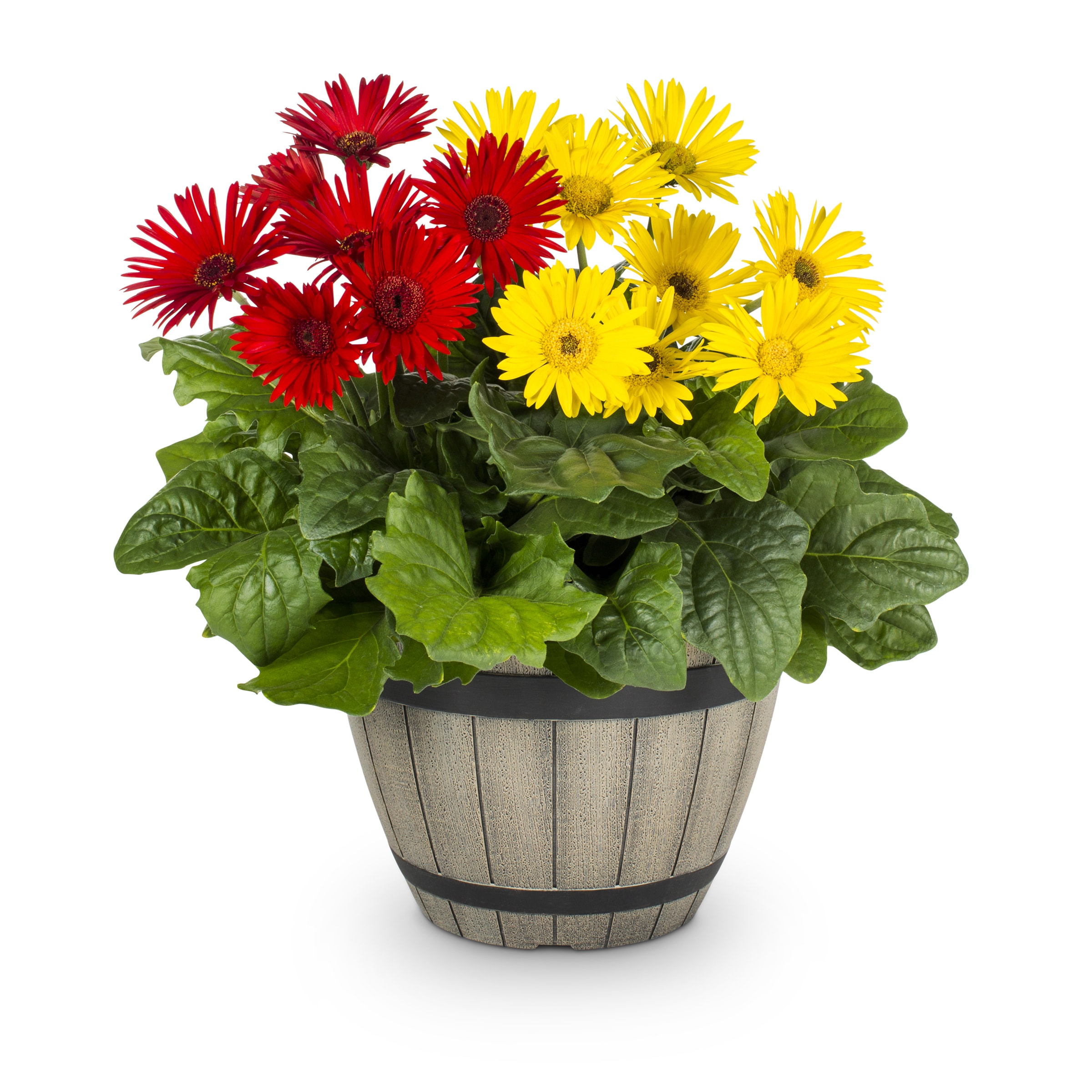 Lowe's NURSERY annuals - View #2