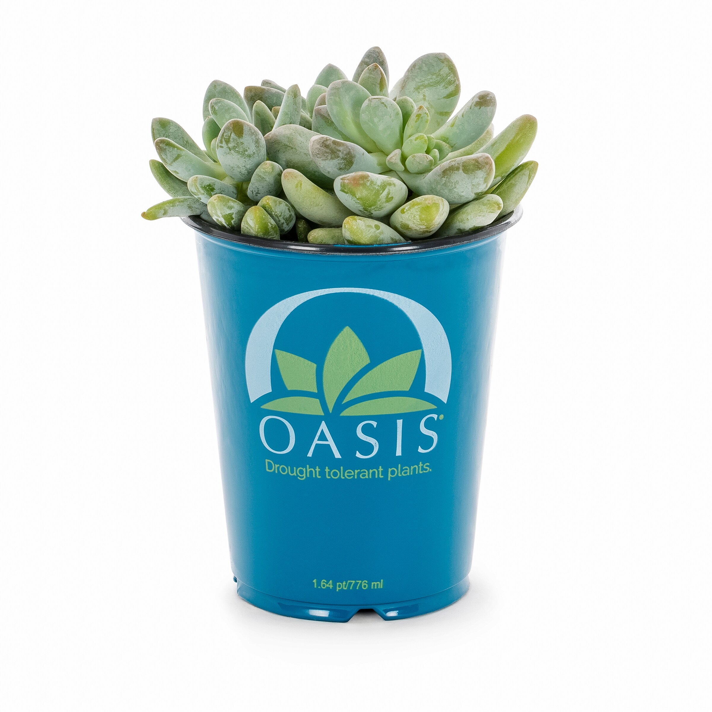 Sweet Succulents on Eucalyptus 40oz Stanley – Sonoran Beauty Designs