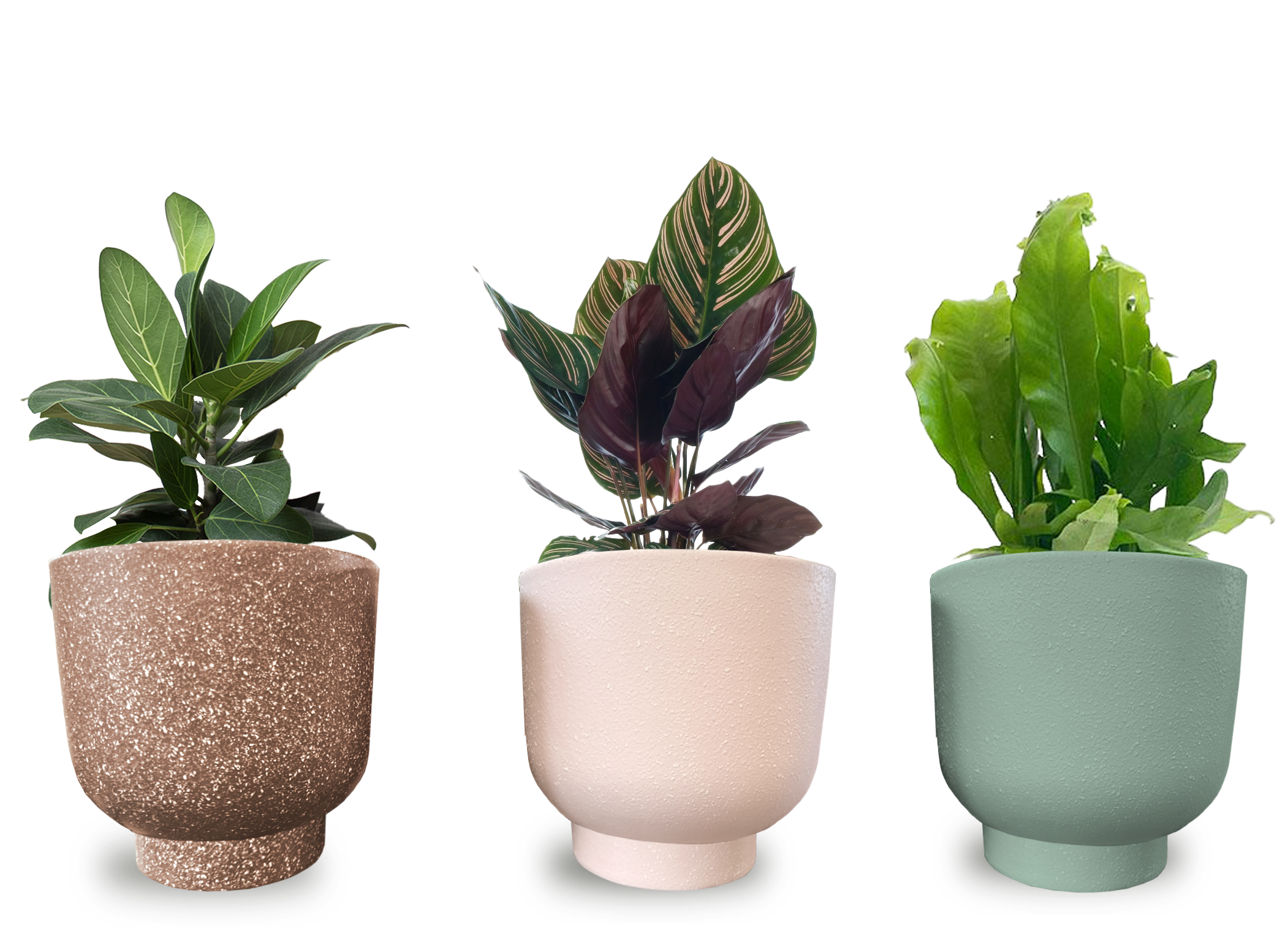 LiveTrends ASB07586 CORA House plant in 36 Ounce(s) Pot 1 -Pack