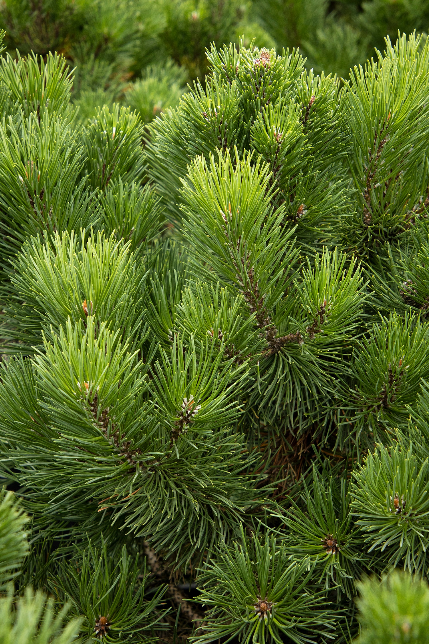 Monrovia Little Rick Mugo Pine Accent Shrub in 1.73-Gallon