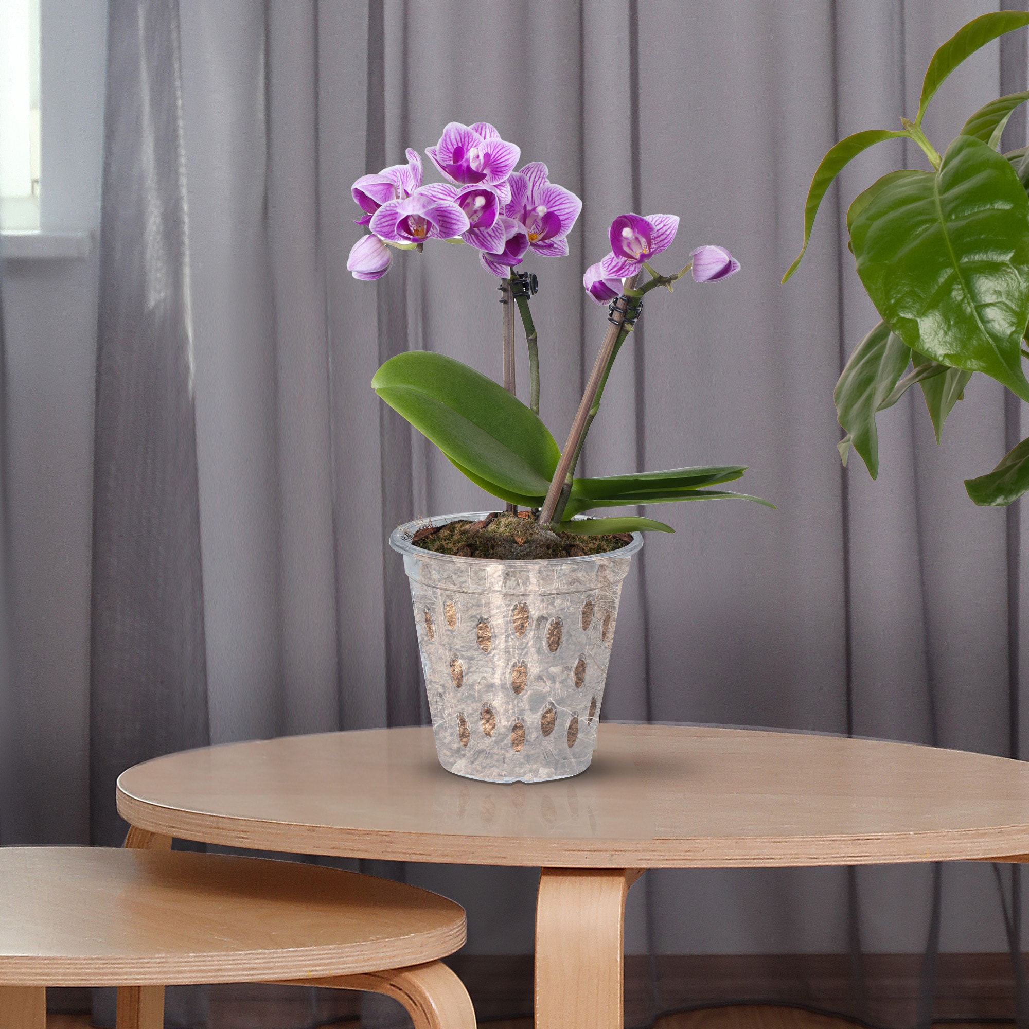 Clear Plastic Orchid Pots With Holes Transparent Flower Pot