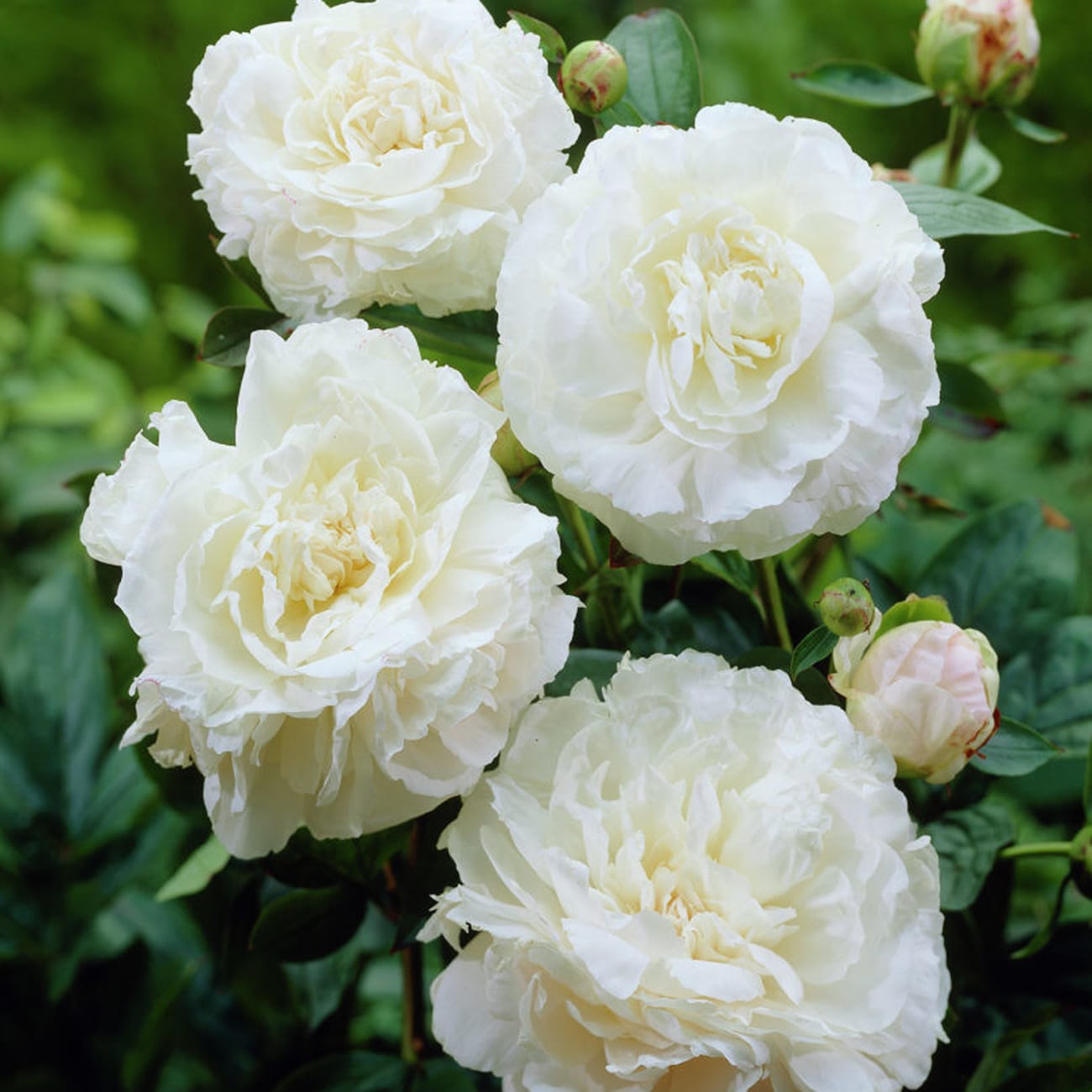 Van Zyverden 87196 White Peonies Mother's Choice Bulbs 3 Count