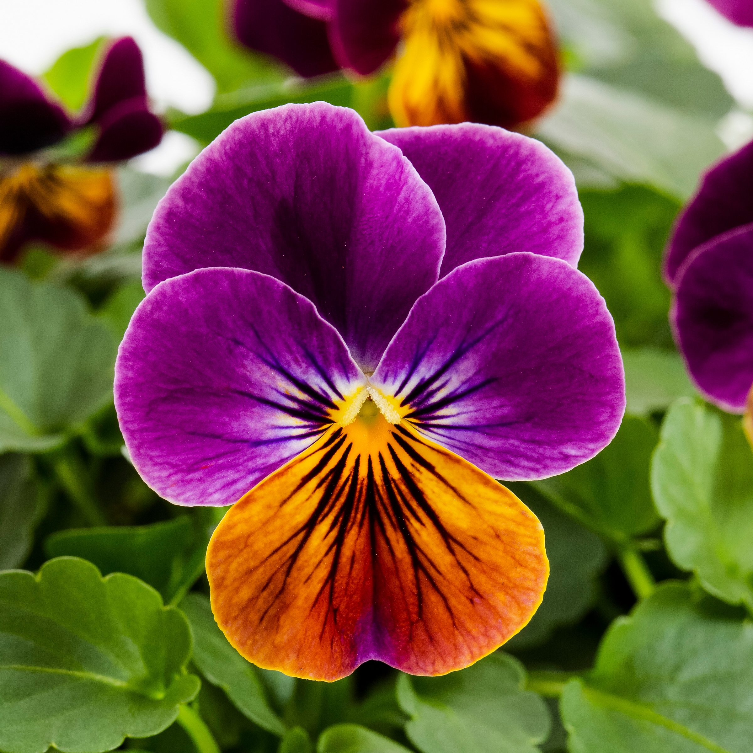 Lowe's NURSERY annuals - View #2