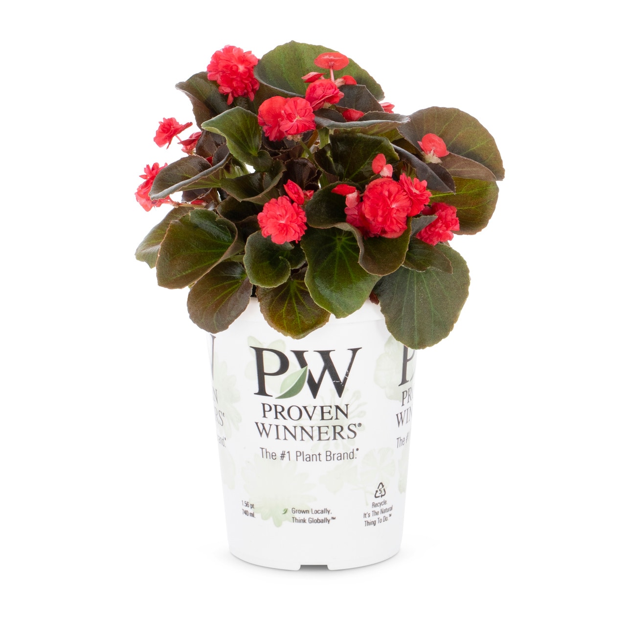Proven Winners 5062 annuals - View #5