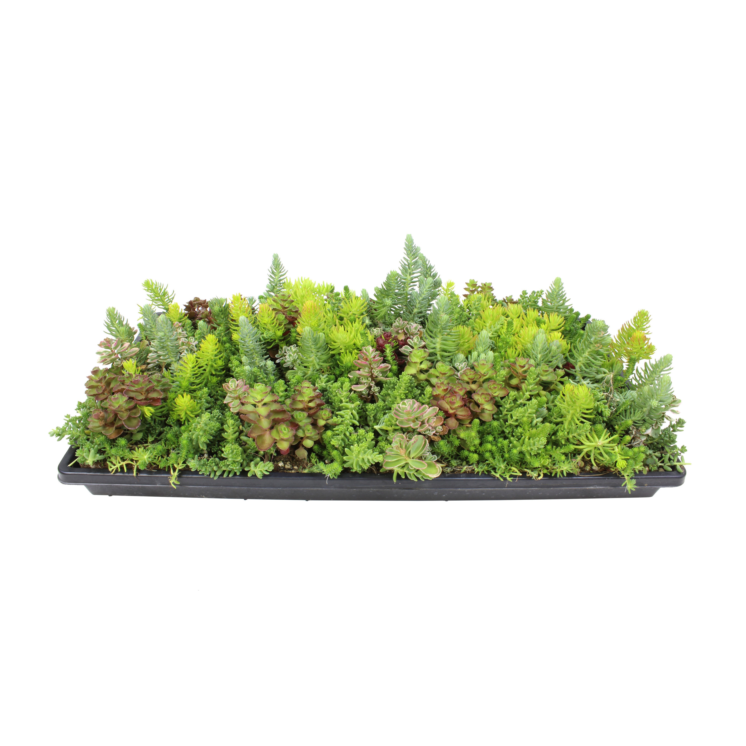 Terrarium & Fairy Garden Plants - 5 Plants in 2.5 (Is Approximately 4 to 6  Inches Height of the Plant)