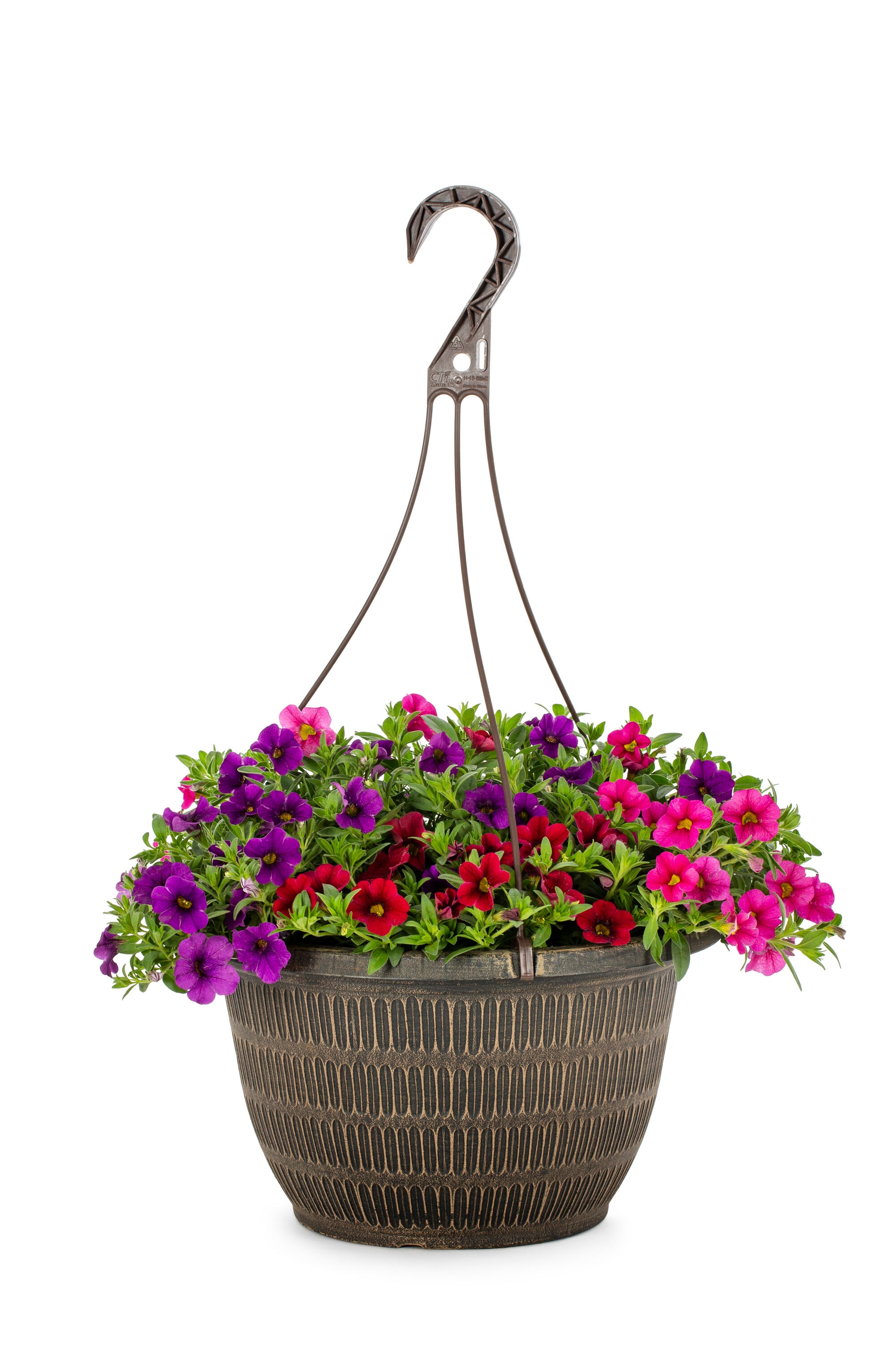 Metrolina Greenhouses Multicolor Calibrachoa in 2-Gallon Hanging Basket ...