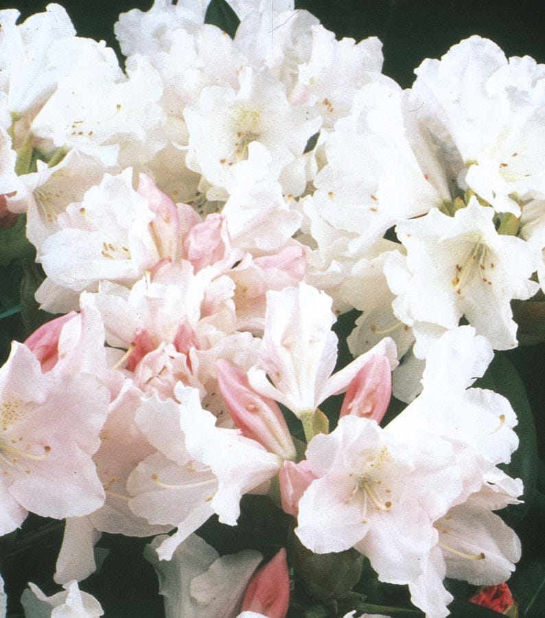 Yaku Princess Rhododendron Plants, Bulbs & Seeds at Lowes.com