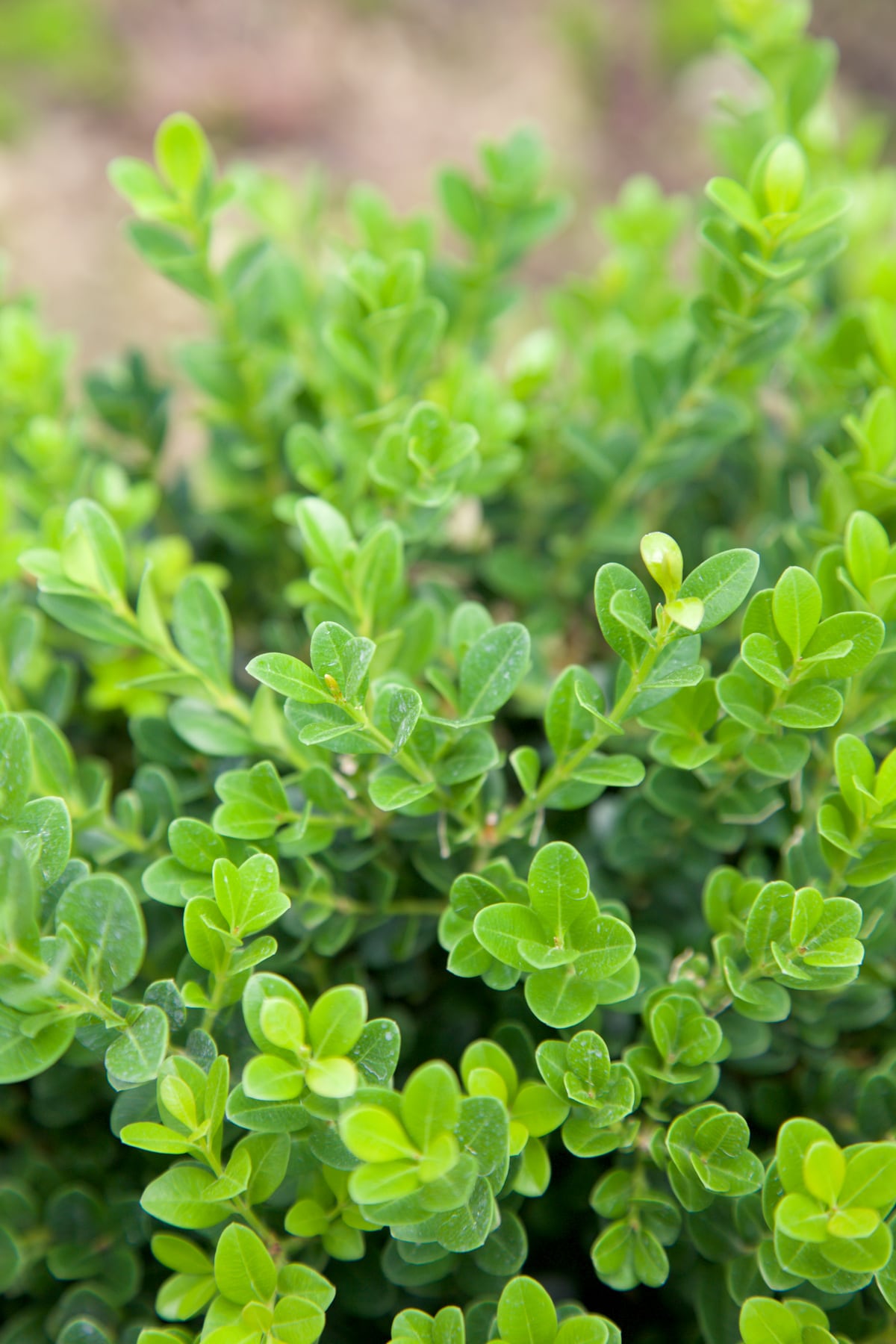 Southern Living Plant Collection 0609Q-2 shrubs - View #2