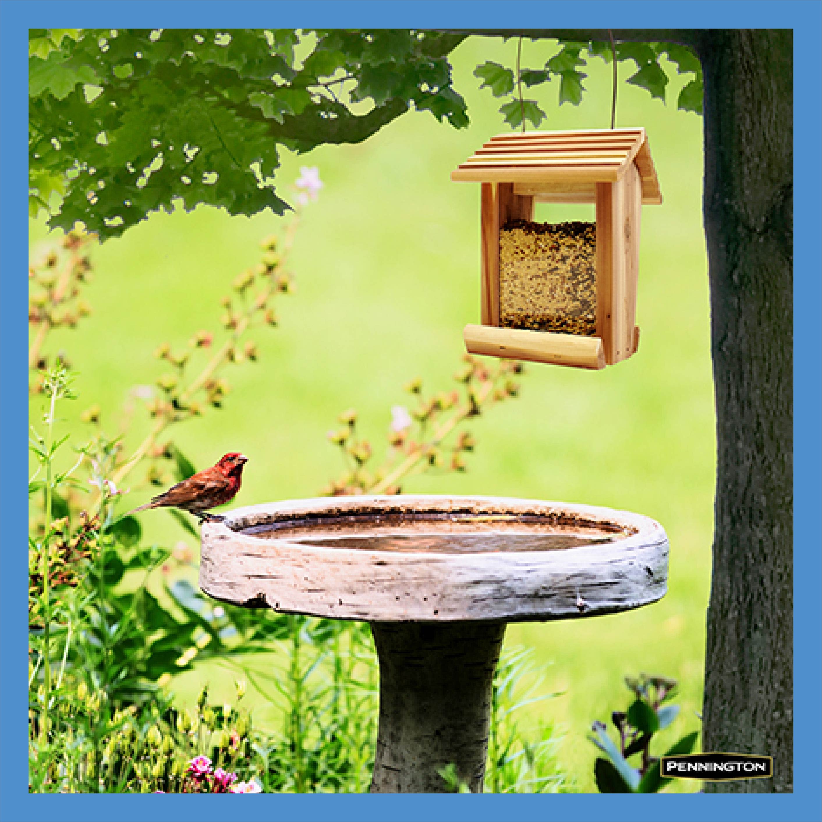 Pennington 100541083 Bird-Squirrel-Food - View #4