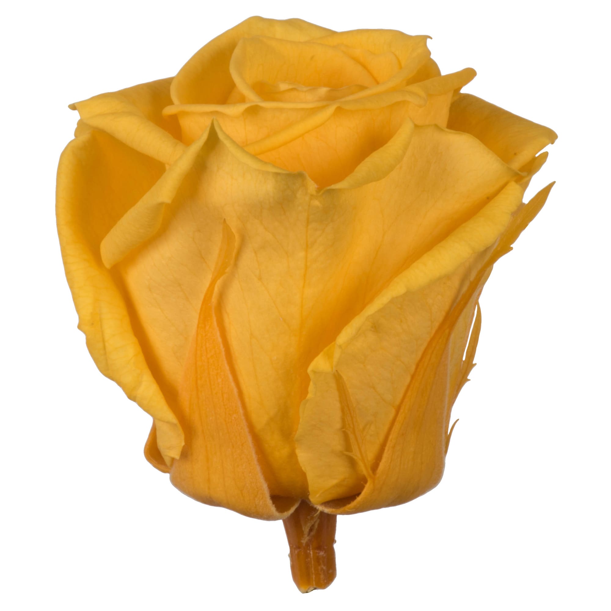 Vickerman H4ROS717 2.5-in Golden Yellow Indoor Rose Artificial Plant
