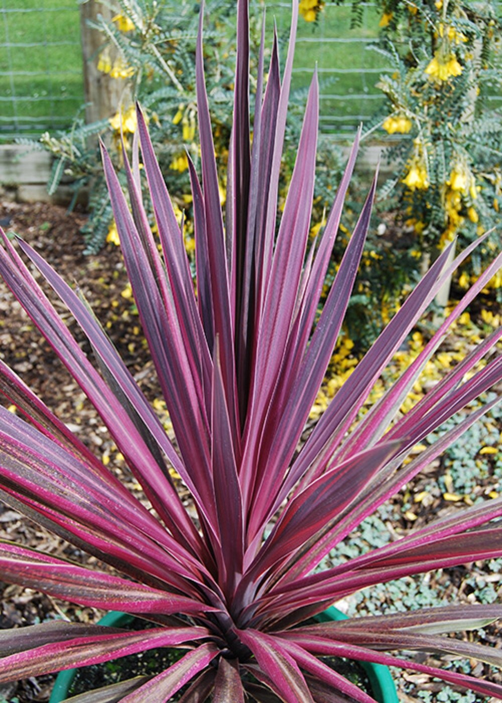  1218 perennials - View #3