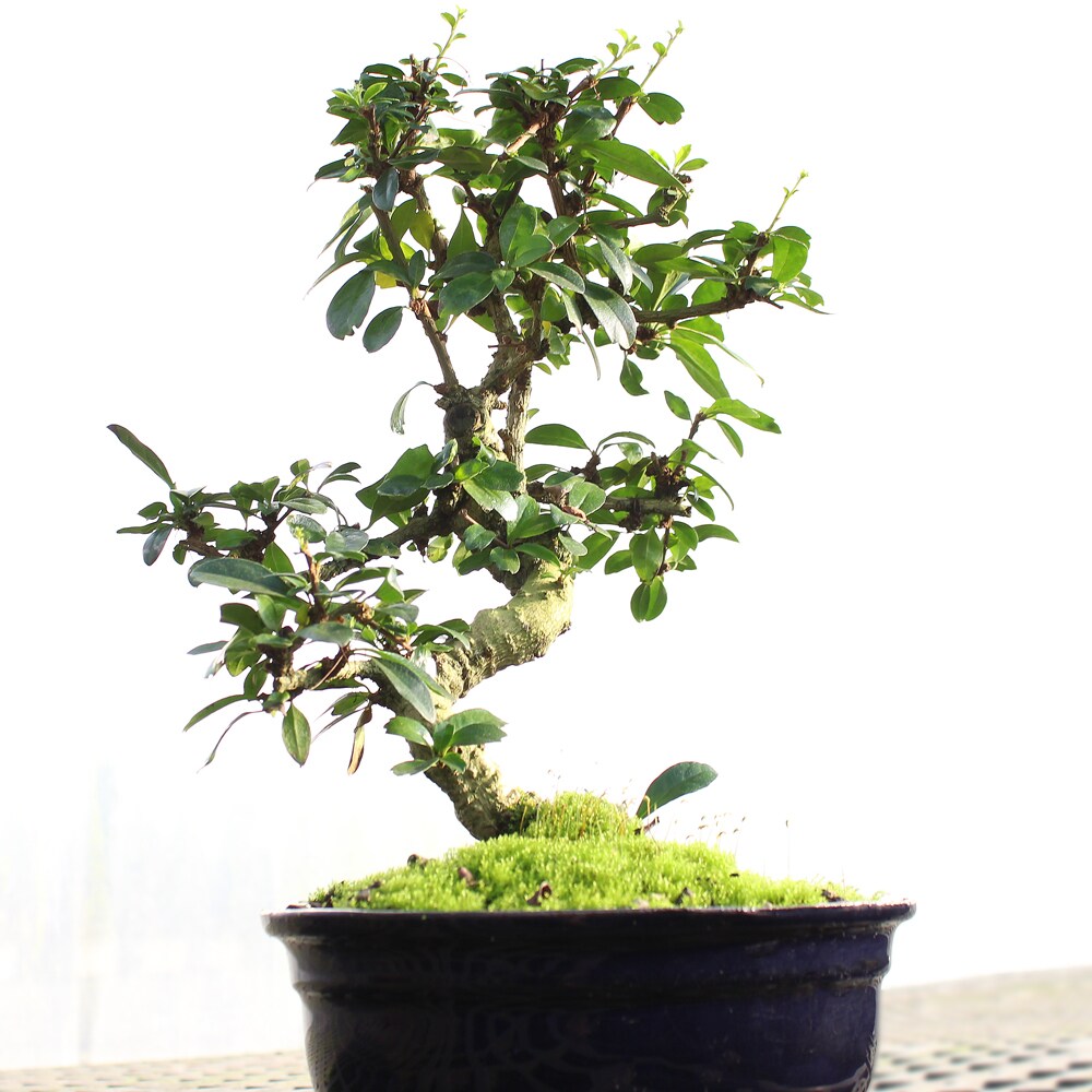 Brussel's Bonsai CT8922FT trees - View #2