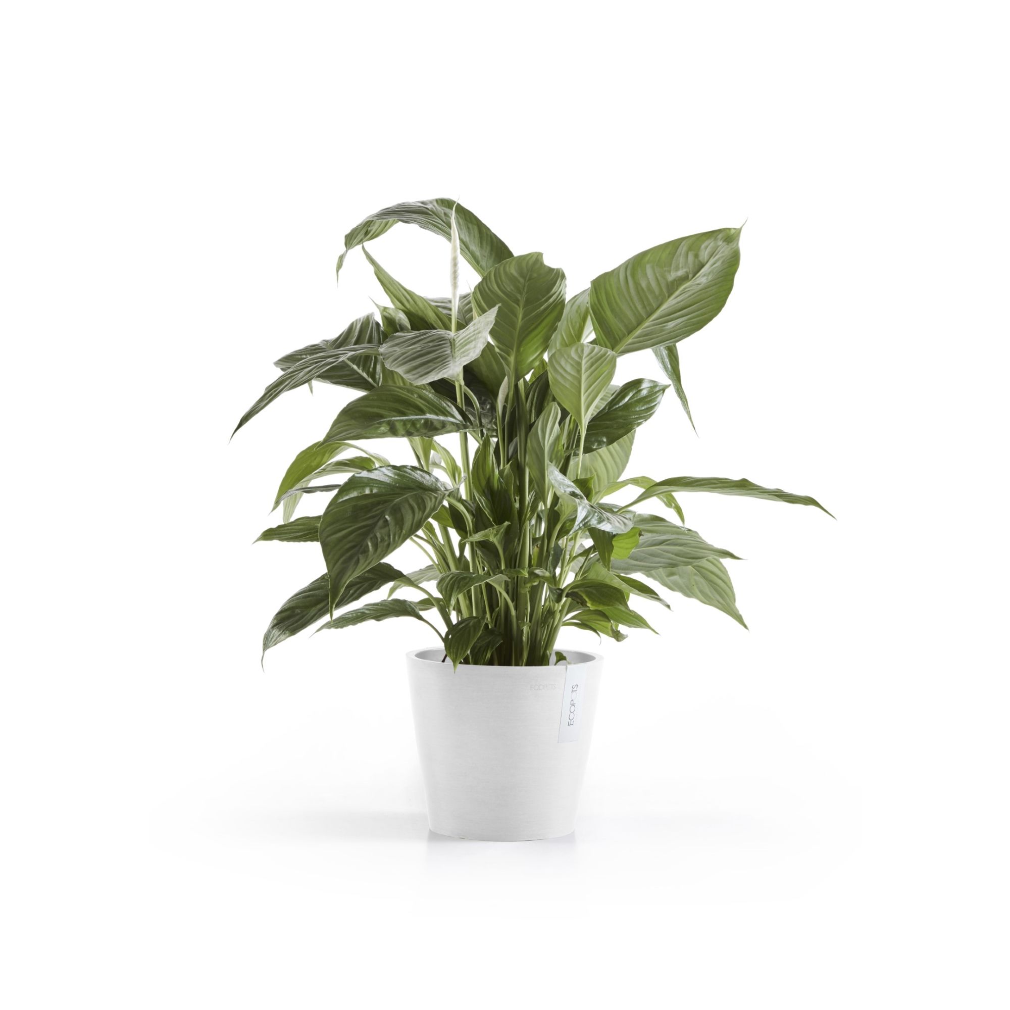 ECOPOTS 5413724329688 Planter-Window-Box - View #4