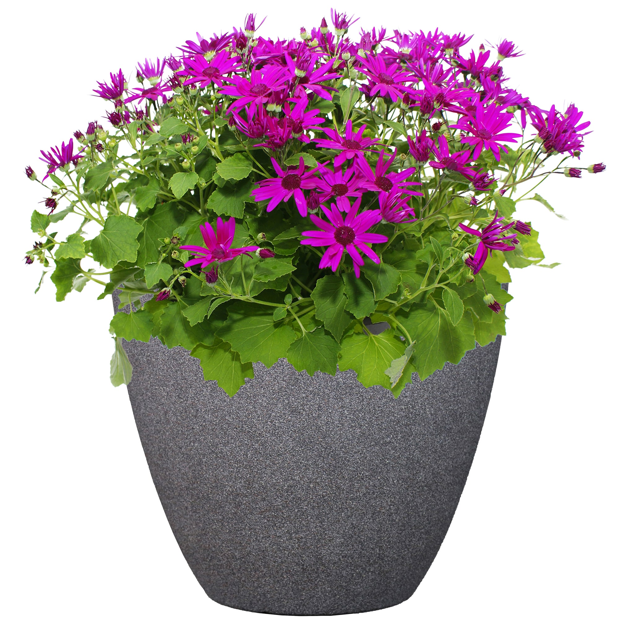 allen + roth PLC2112TCC Planter-Window-Box - View #9