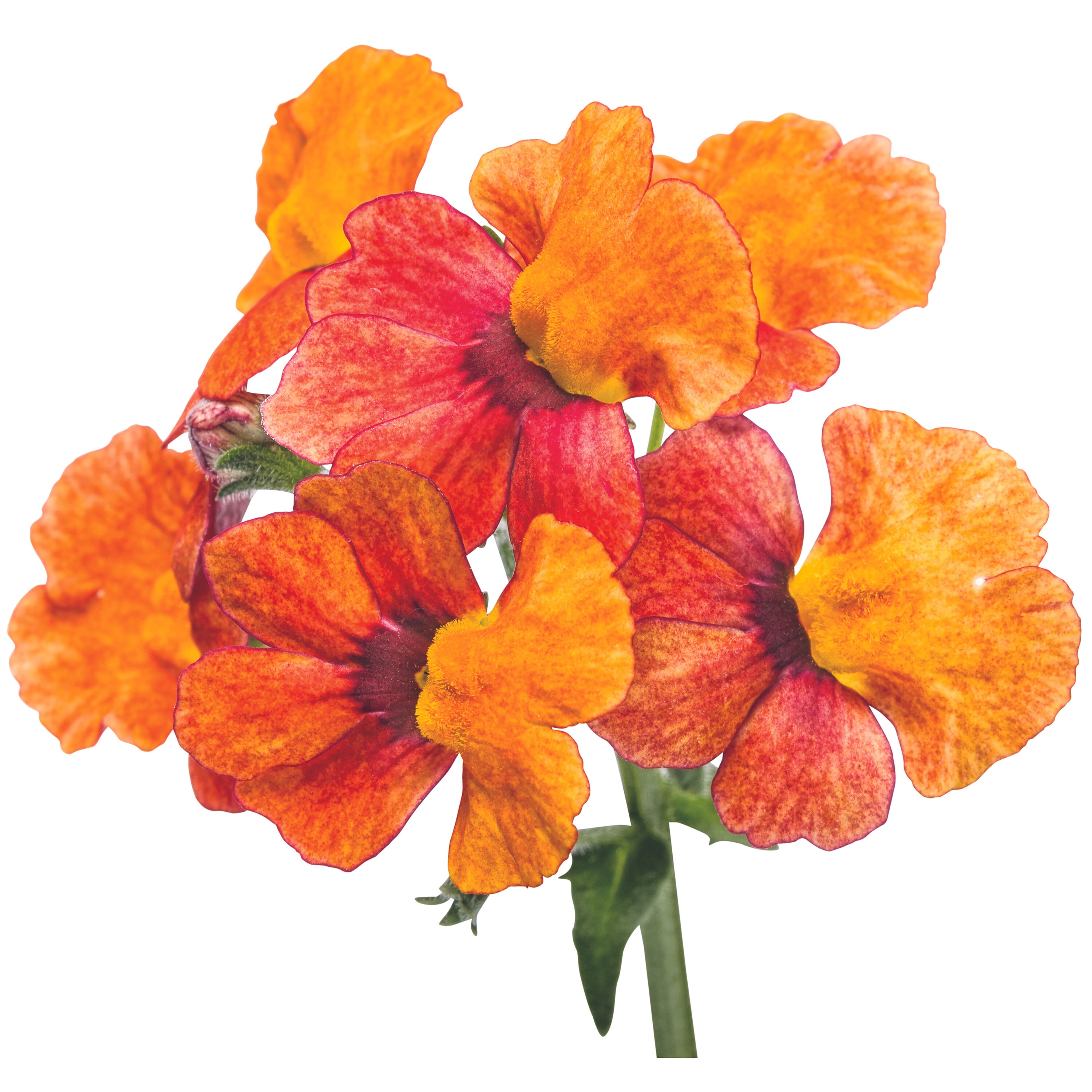 Proven Winners NEMPRW2107504 annuals - View #3