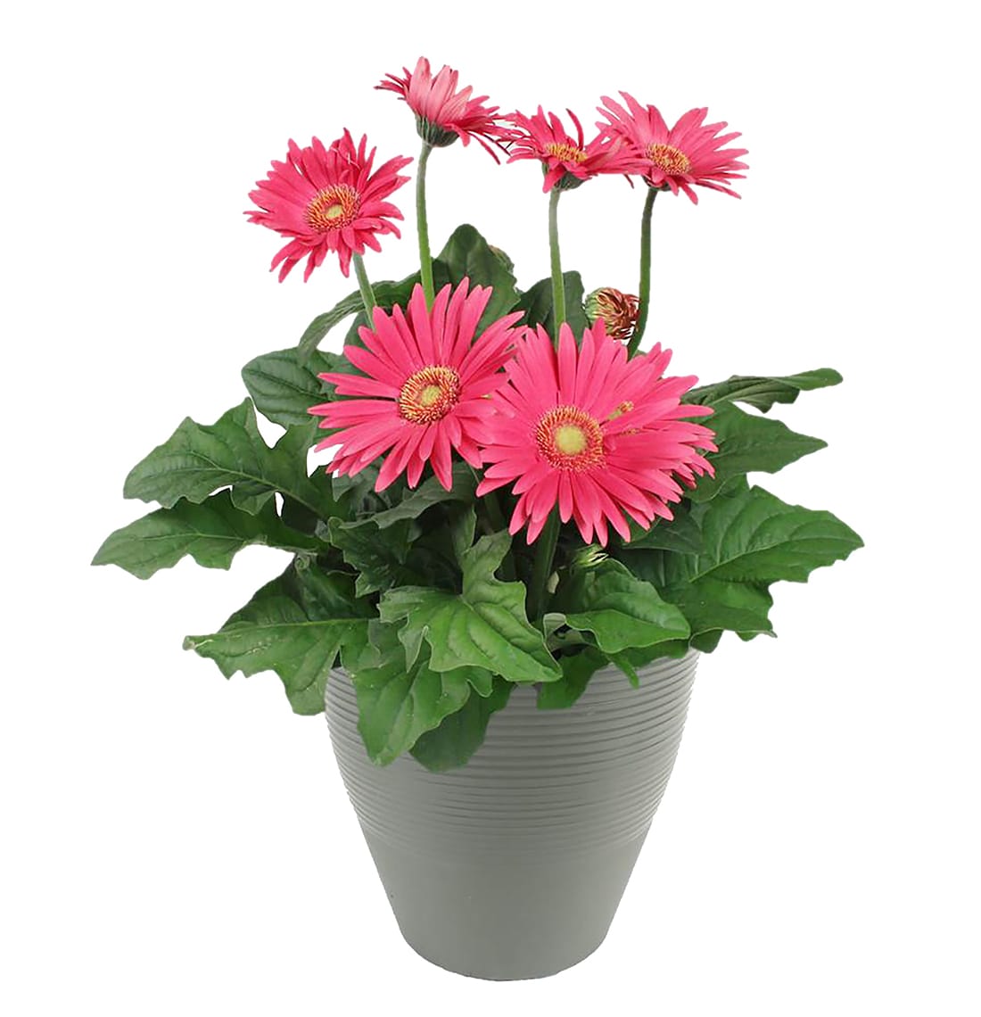 Lowe's NURSERY Multicolor Mixed Annuals Combinations in 1-Gallon Planter
