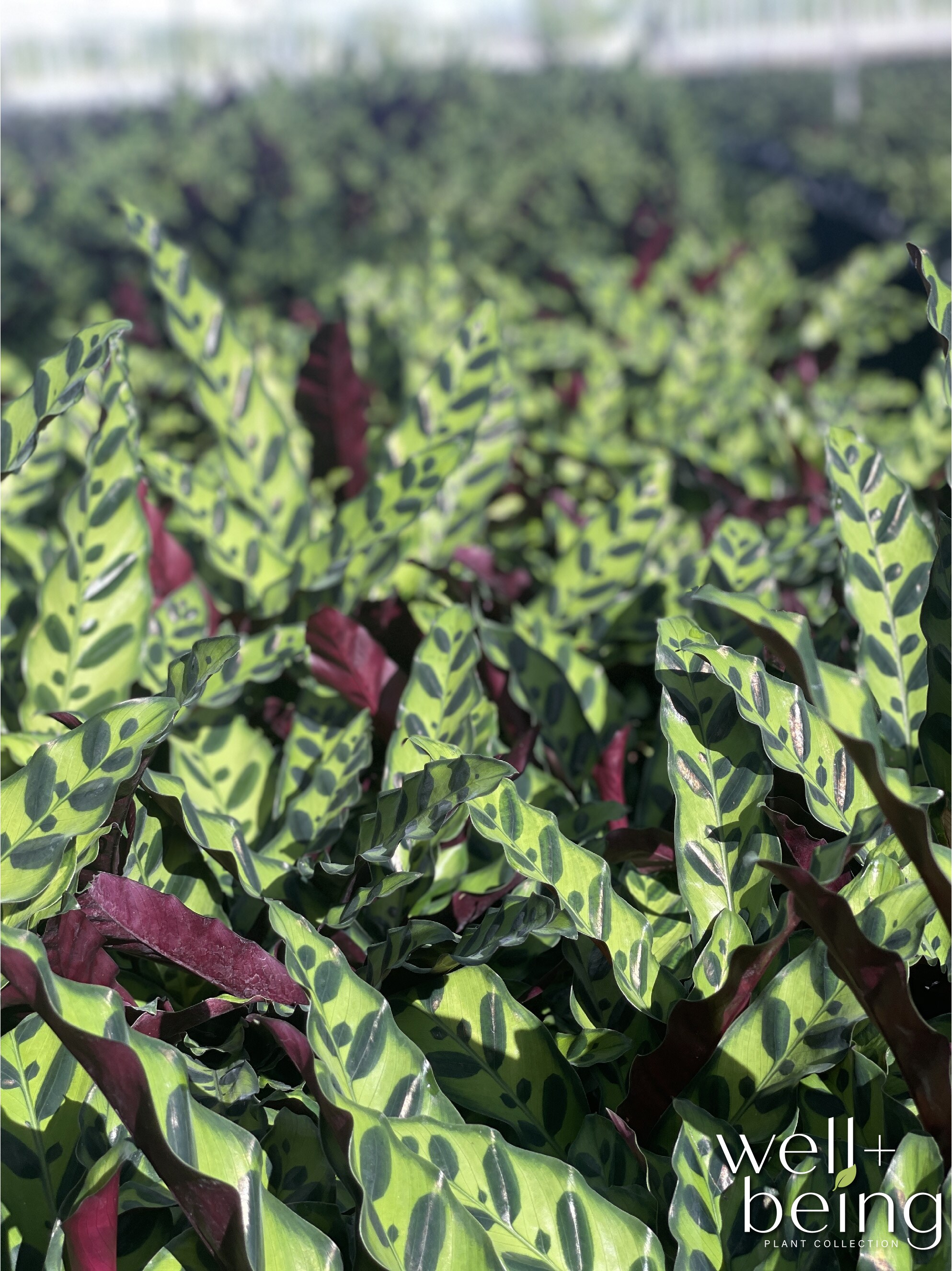 1072 hseplants - View #3