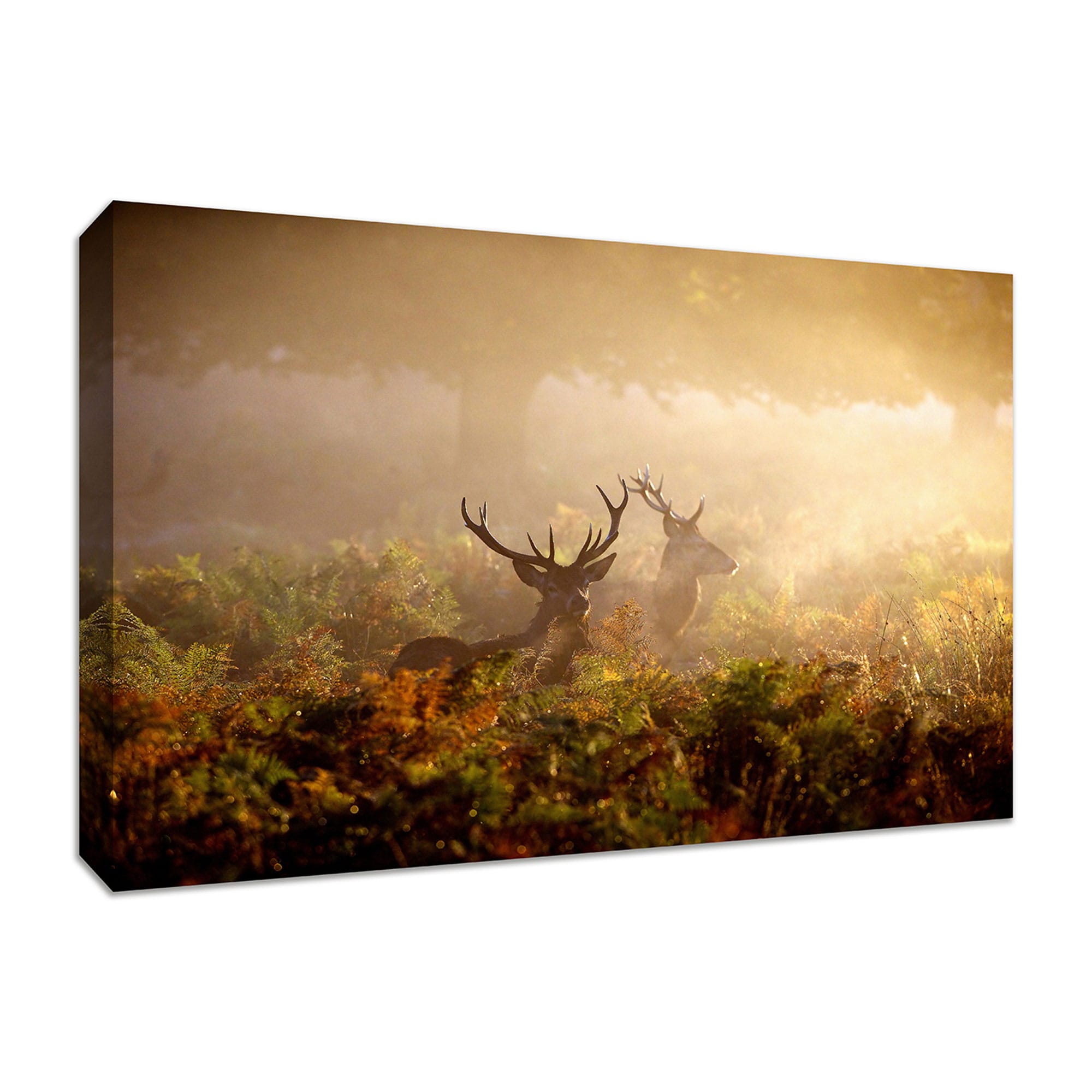 Tangletown Fine Art 11107-5738C Two Stags At Dawn 38-in H x 57-in W Animals Print on Canvas