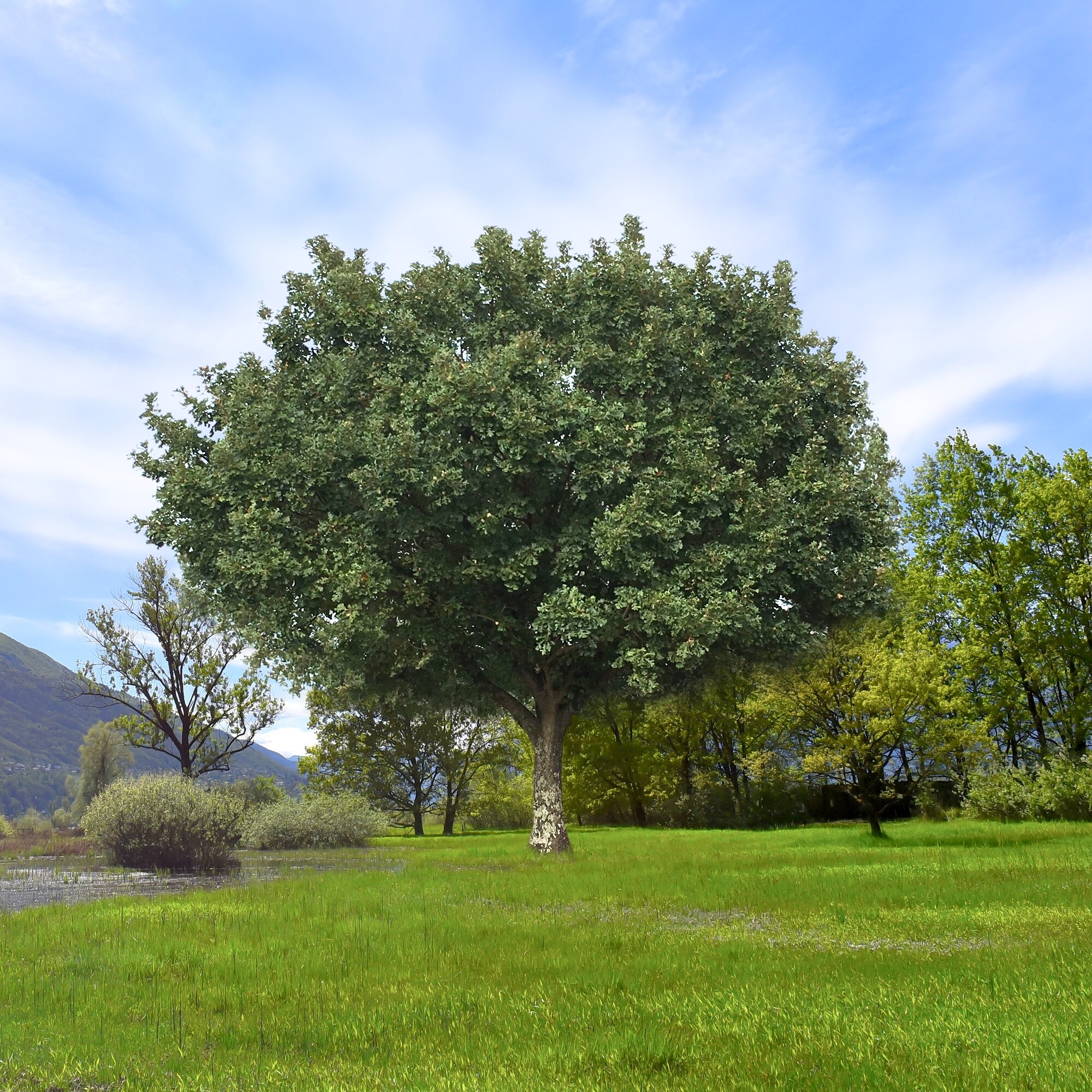National Plant Network LW3025 trees - View #6
