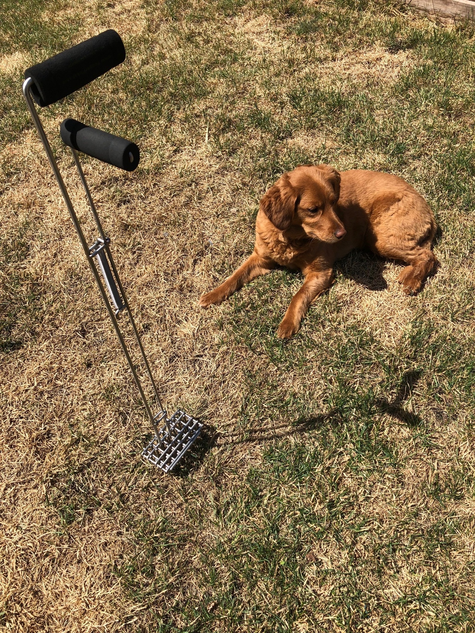 Lowes dog poop store scooper