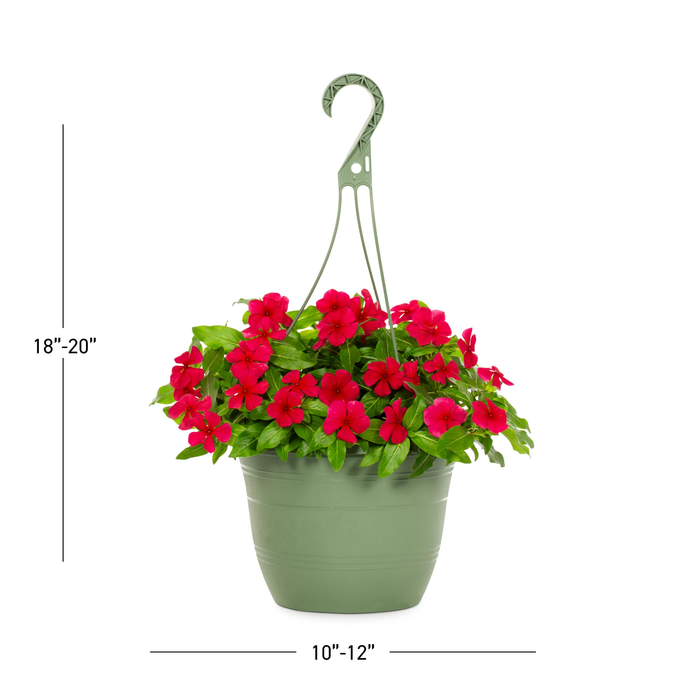 Metrolina Greenhouses 4924 annuals - View #3