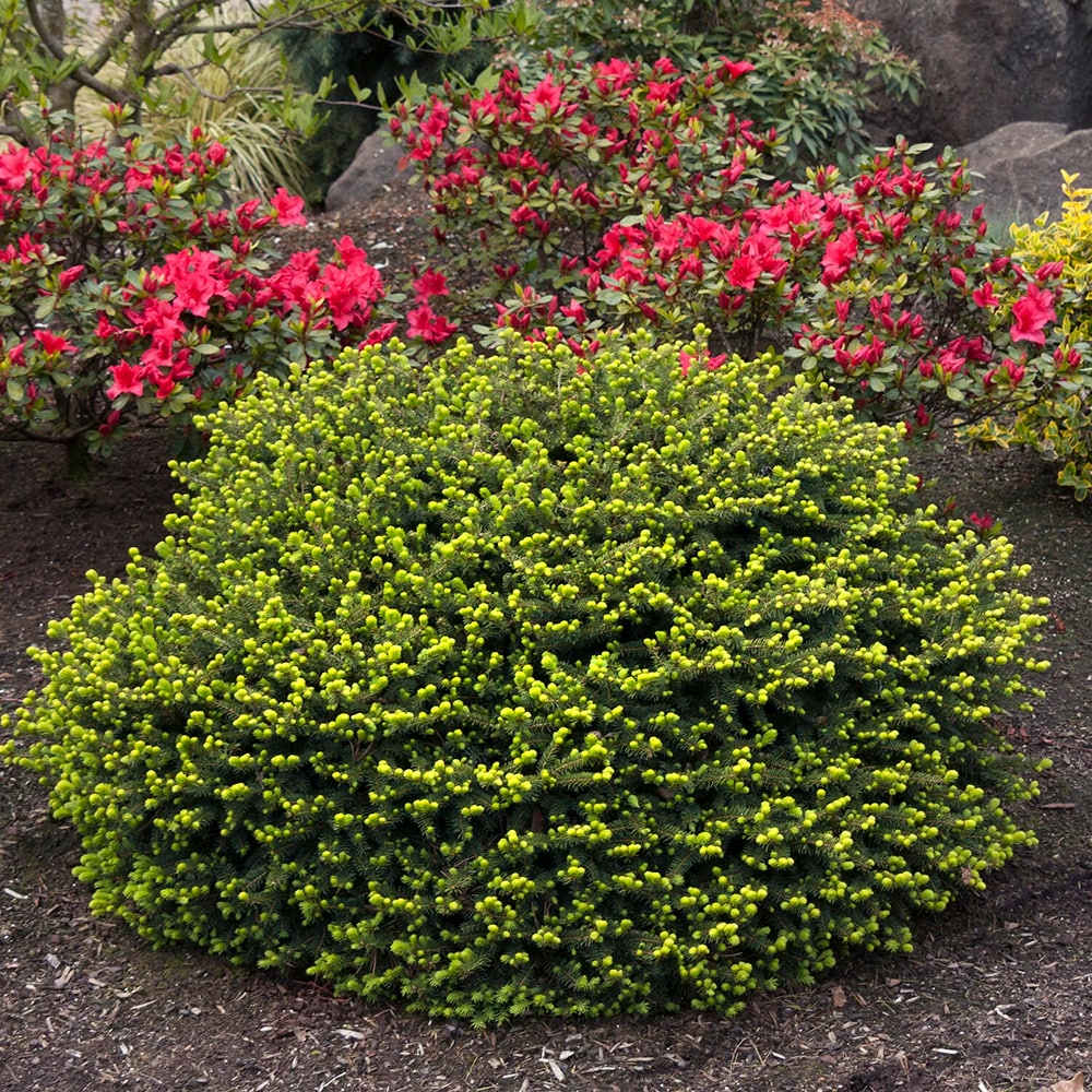 Monrovia KT10506458000200000 shrubs - View #3