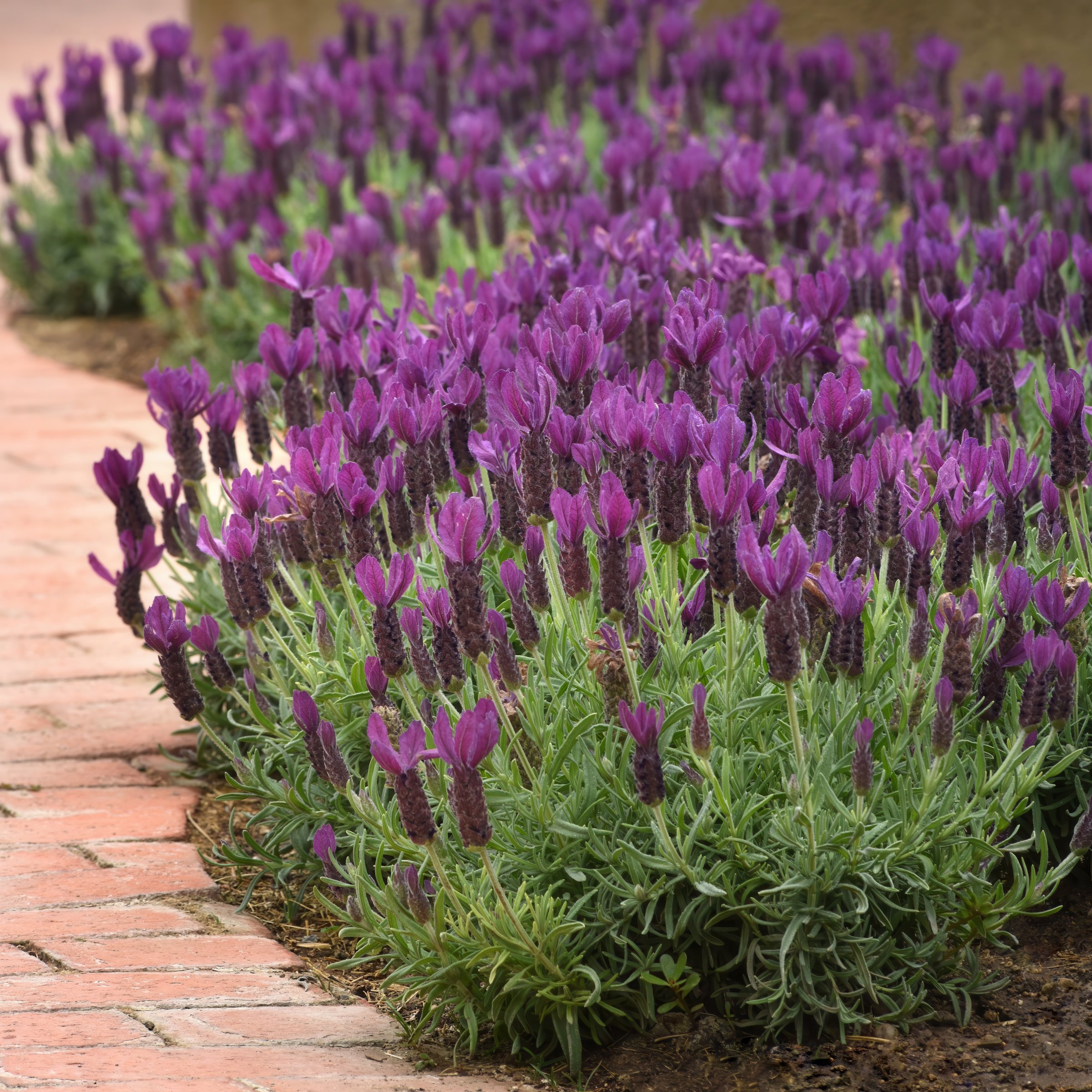 National Plant Network LW2206 perennials - View #2